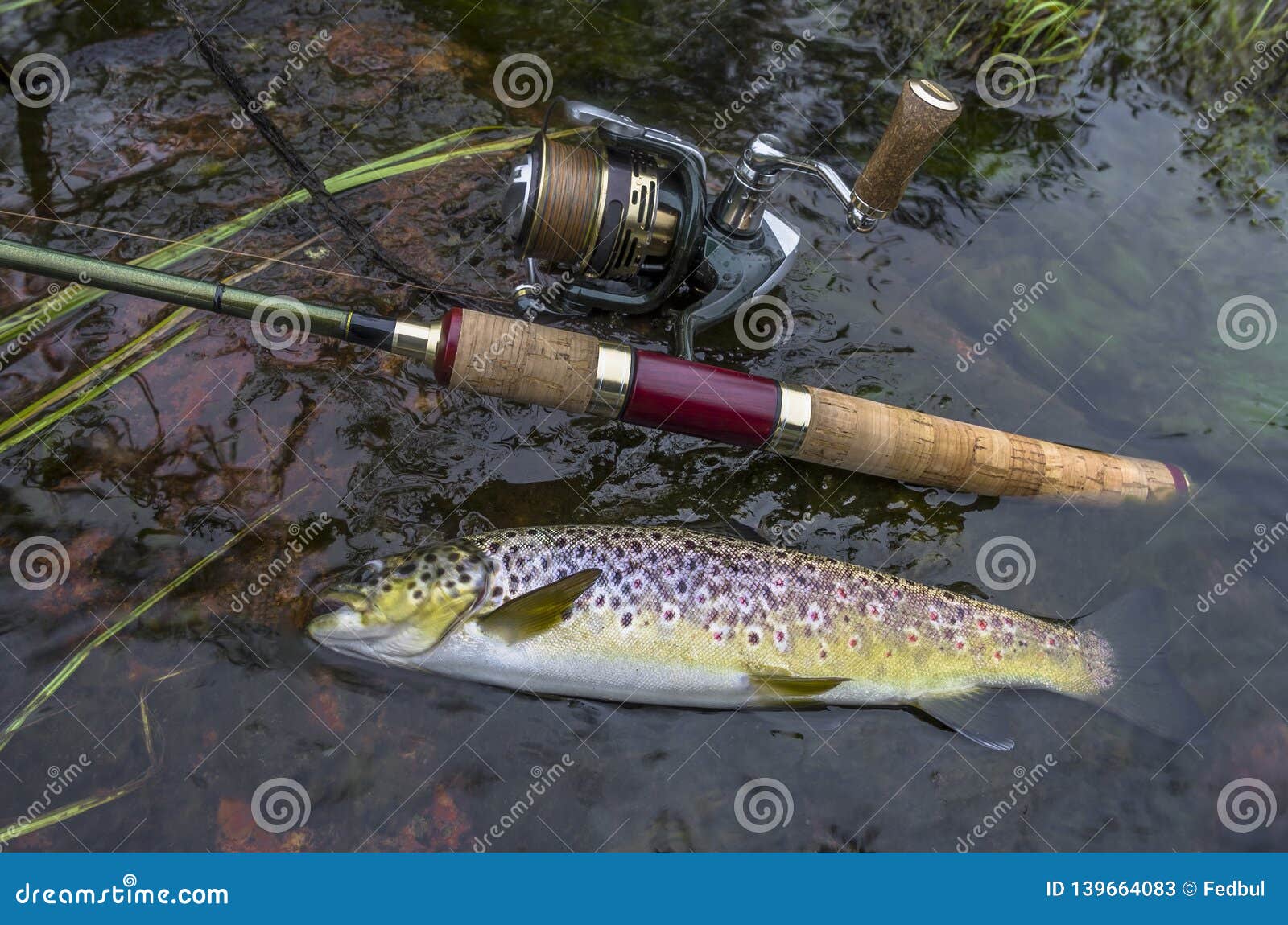 Caught Brown Trout and Fishing Spinning Rod in Water Stock Image