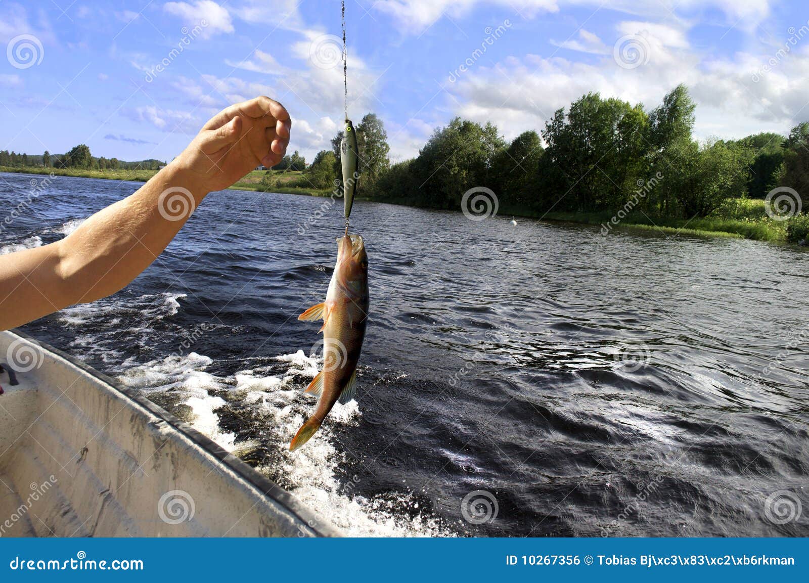 Caught fish stock photo. Image of line, boat, fisherman 10267356