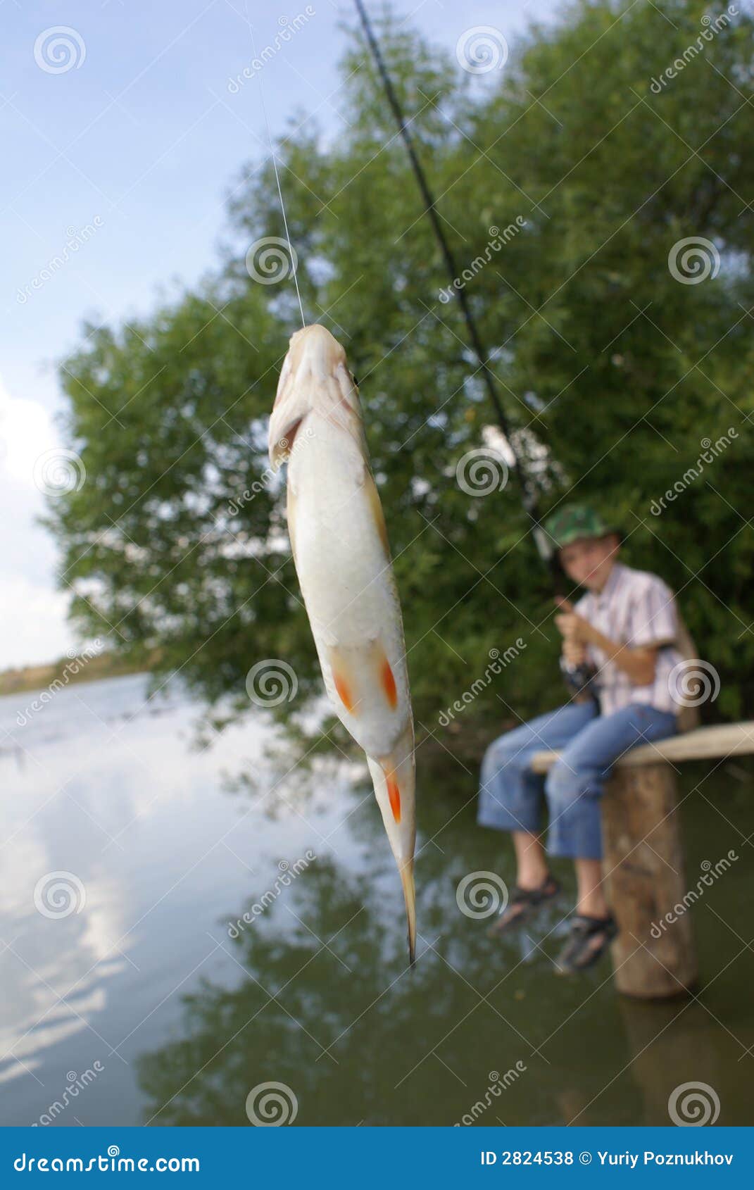 The caught fish stock photo. Image of holding, outdoors 2824538