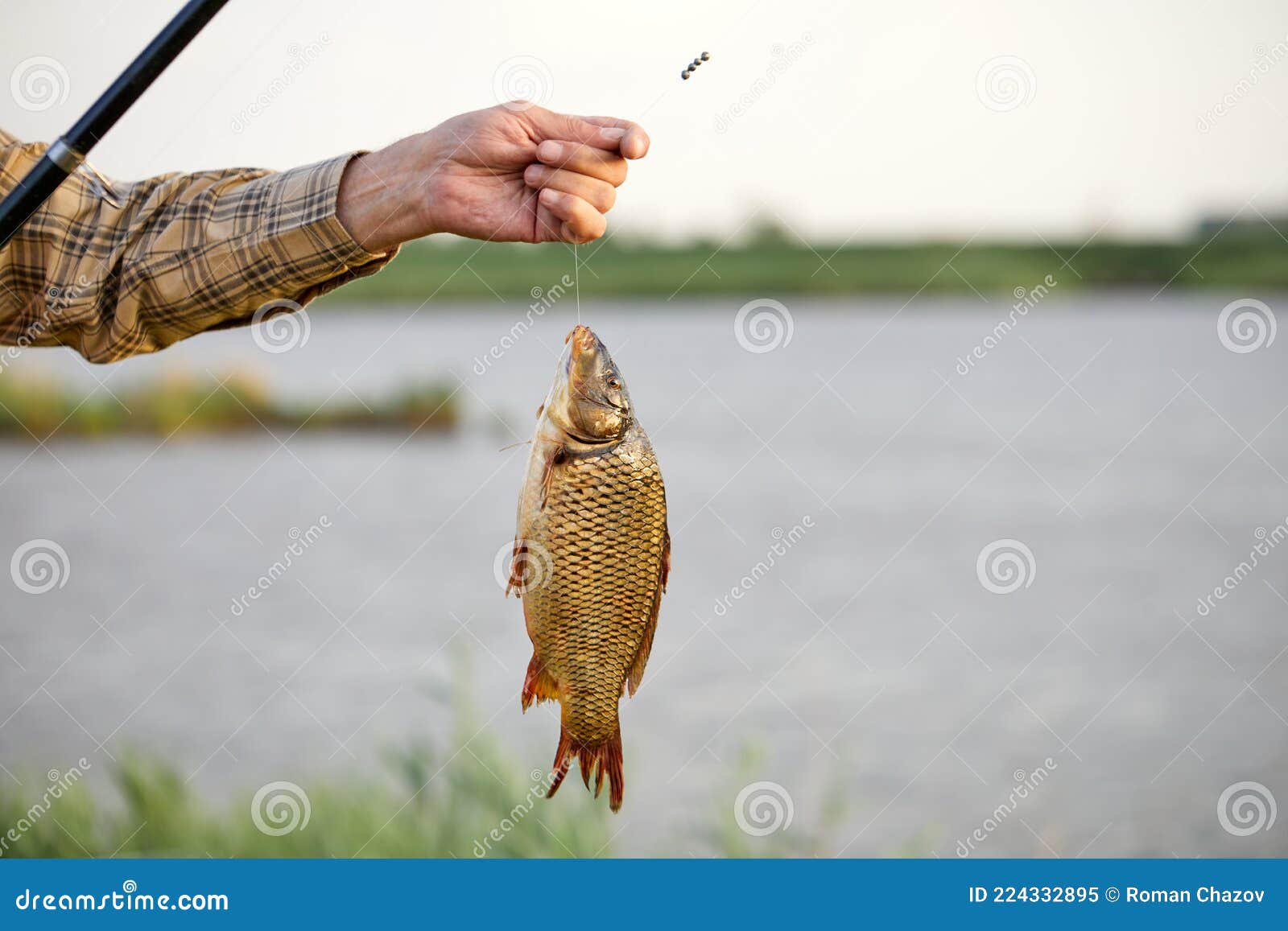 Caught Fish Hanging on Fishing Rod Close-up Photo, Lake in the