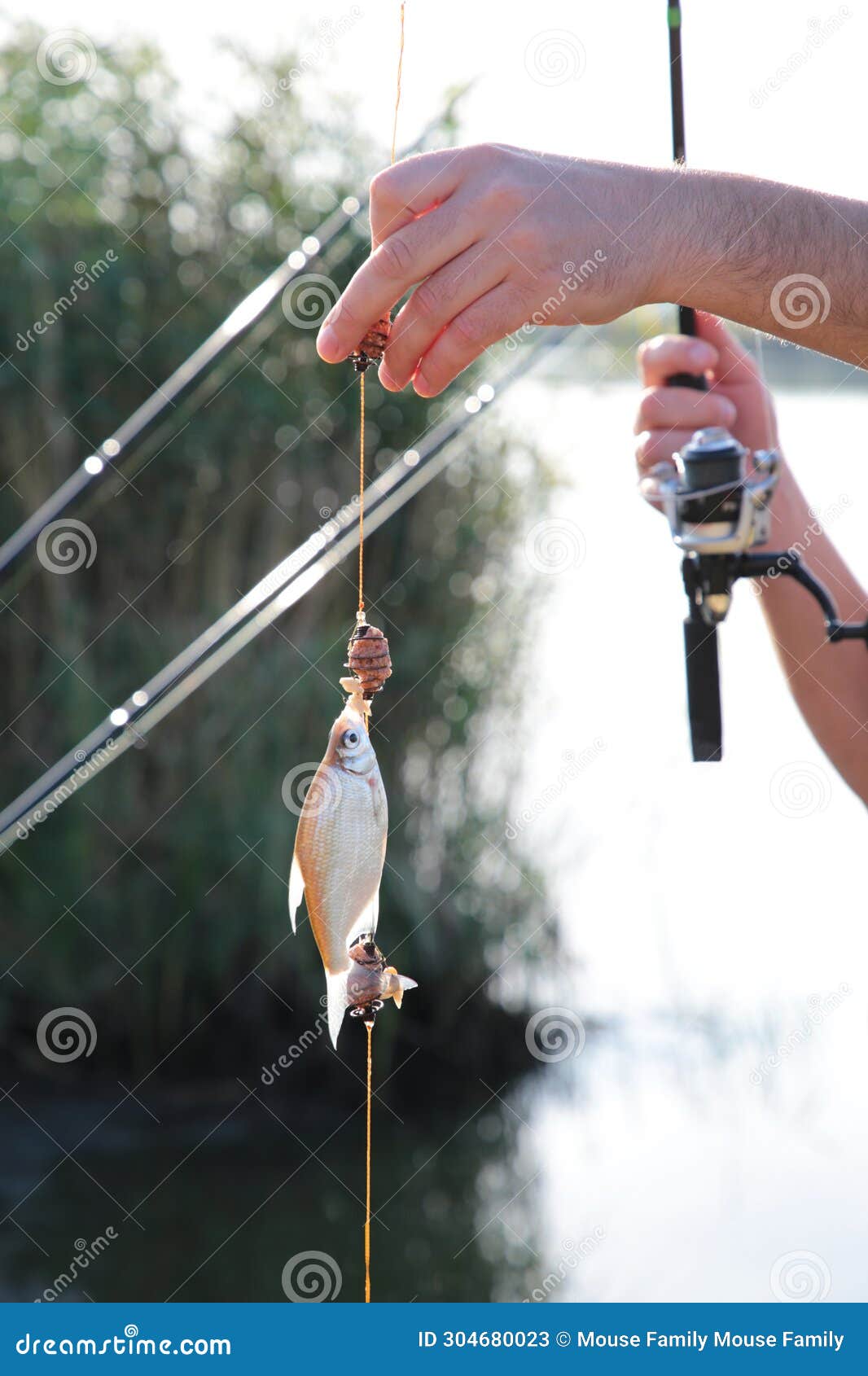 Caught Fish Hanging on Fishing Rod Close-up Photo, Lake in the Background,  Outdoors. Focus on Fish Stock Image - Image of catch, outdoor: 304680023