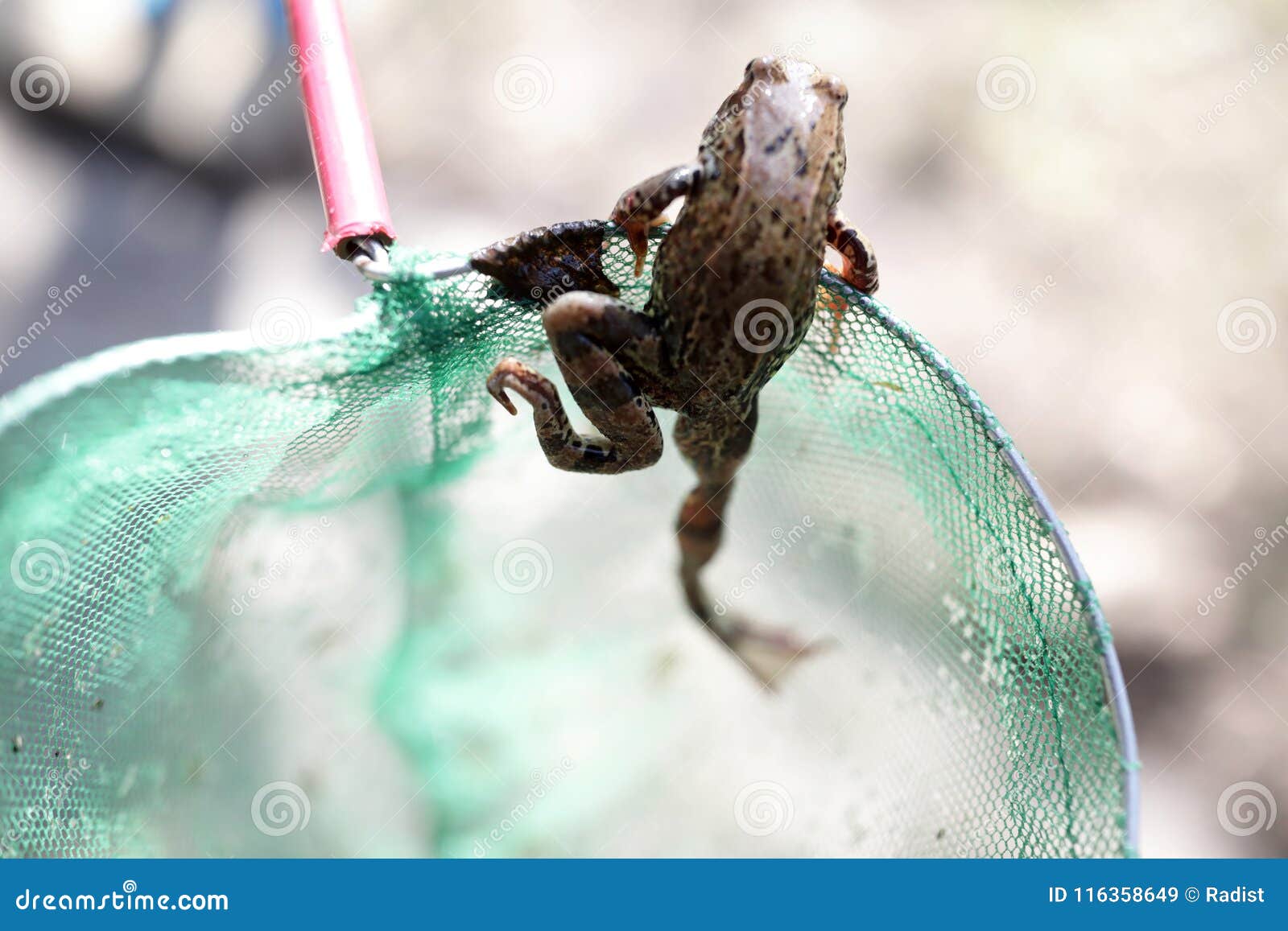 Caught frog in net stock image. Image of captive, abstract - 116358649