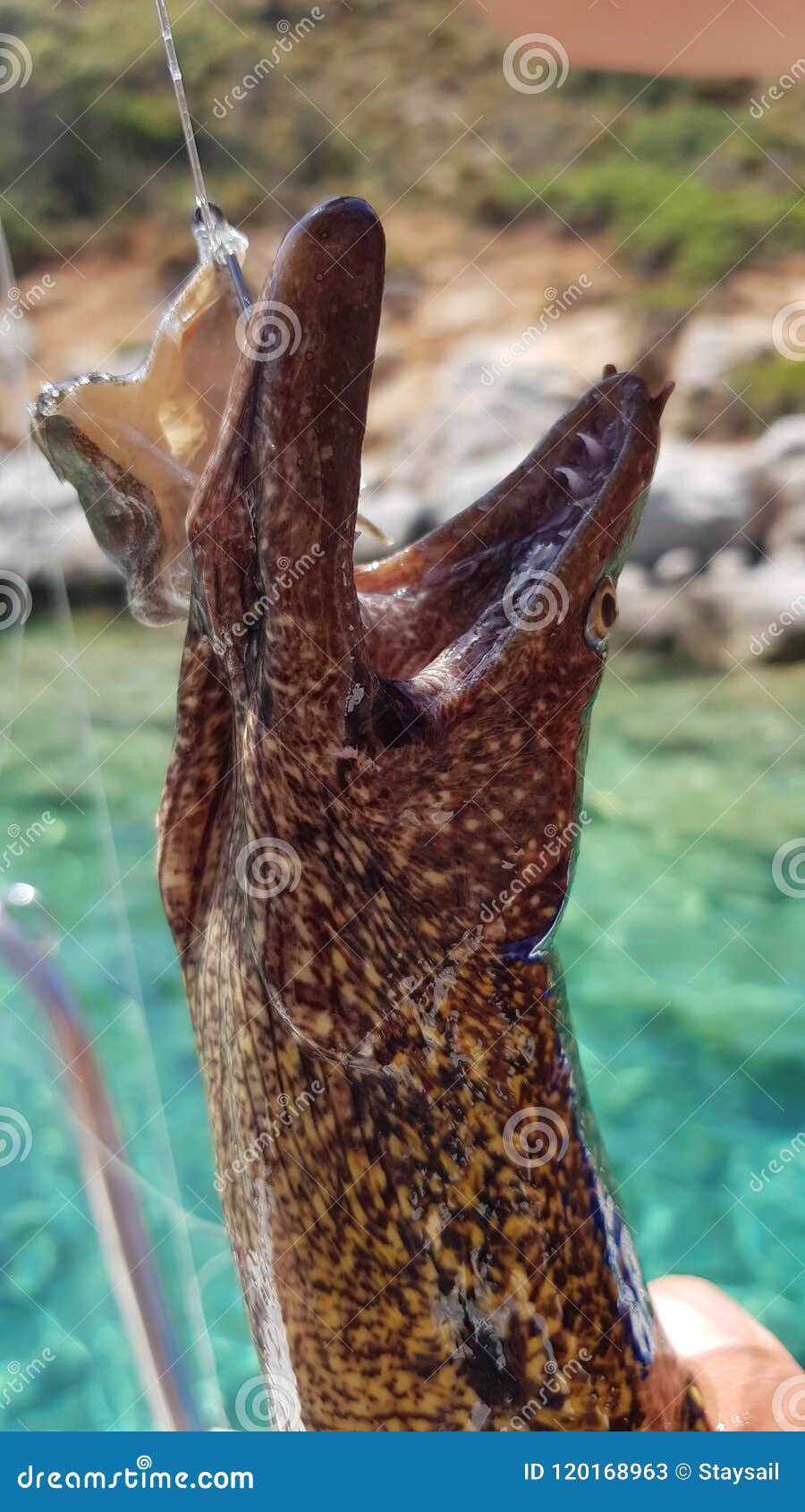 Caught on Live Bait Moray Eel. Stock Image - Image of hooked