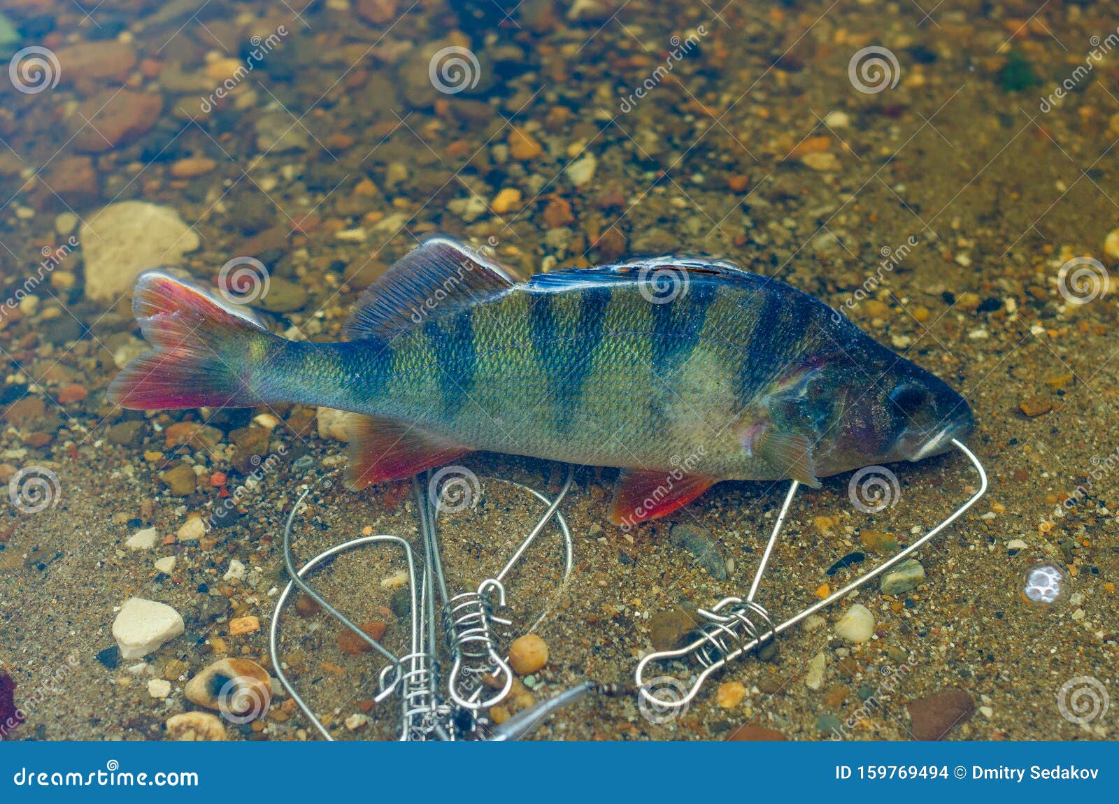 Caught Perch in Fish Stringer in Clear Water Floats Over the Rocks at the  Bottom Sticking Stock Photo - Image of river, perch: 159769494