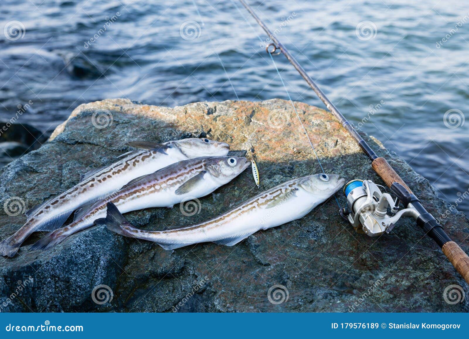 Caught Pollock Fish and Fishing Rod Stock Image - Image of alaska, seafood:  179576189