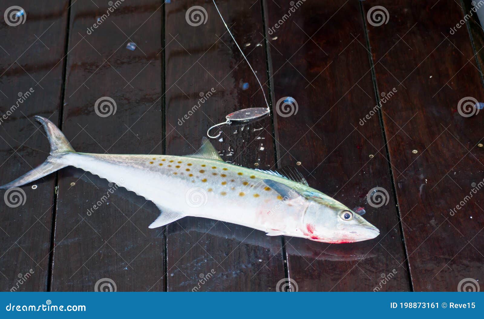 Caught Spanish Mackerel, on Wood Pier with Fish Hook and Lure Stock Image -  Image of skill, mackerel: 198873161
