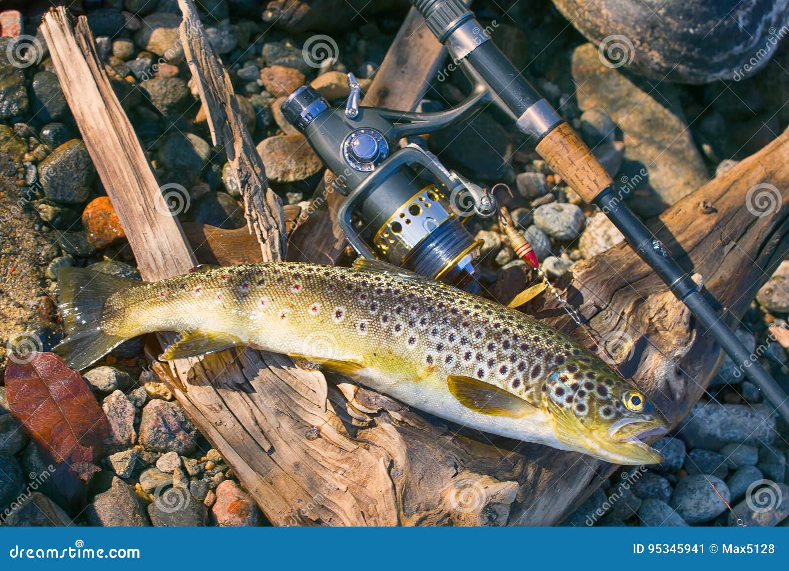 Caught by Spinning Brown Trout (Salmo Trutta Fario) Stock Image