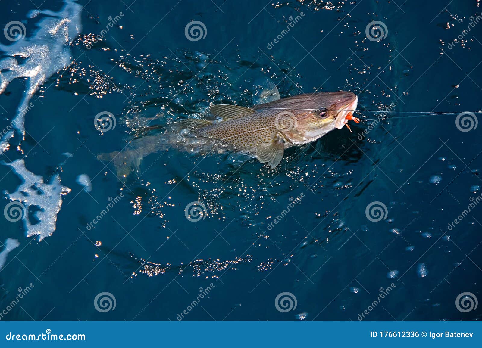 caught in the spinning codfish fish appeared on the surface of the water the arctic, the barents sea.