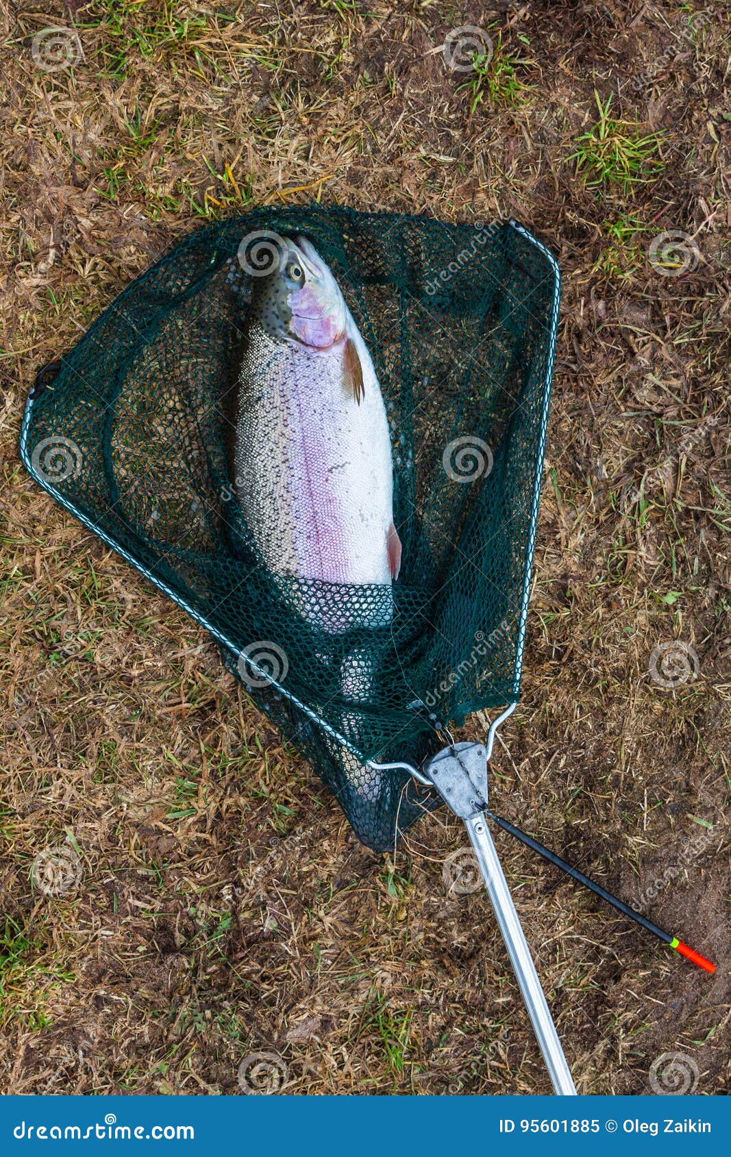 Caught trout stock image. Image of mouth, silver, fish 95601885