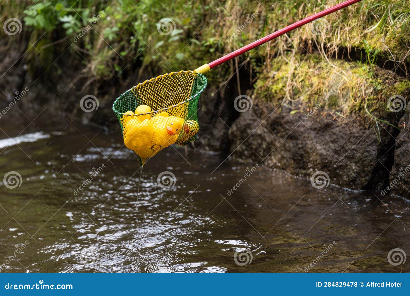Caught Yellow Rubber Ducks with a Landing Net Stock Photo - Image