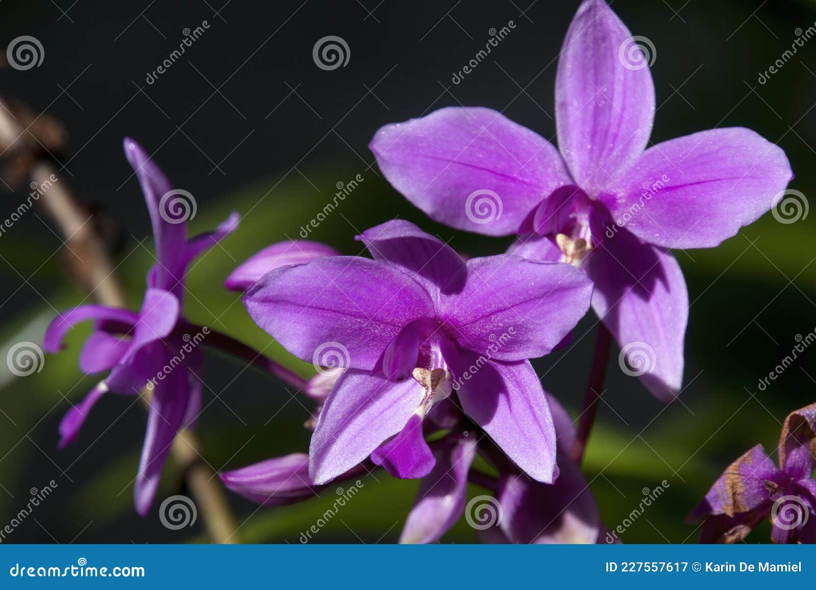 Caule De Flor De Uma Espatoglote Ou De Uma Orquídea Roxa Imagem de Stock -  Imagem de brilhante, verde: 227557617