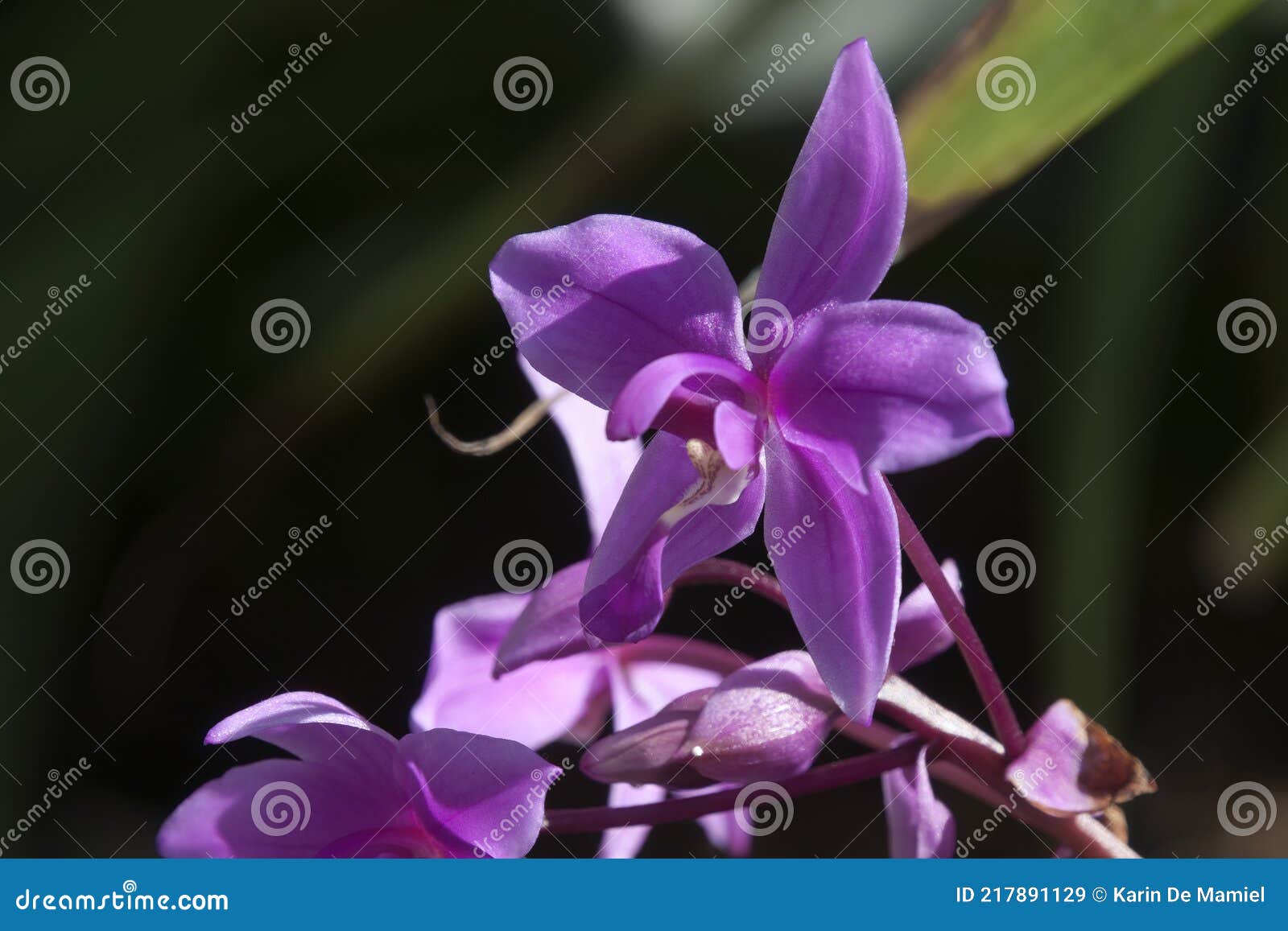 Caule De Flor De Uma Espatolottis Plicata Ou De Uma Orquídea Moída Púrpura  Imagem de Stock - Imagem de filial, flora: 217891129