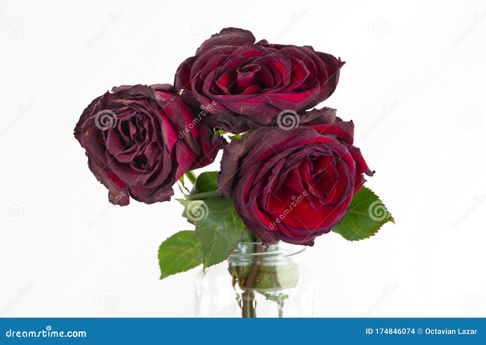 3 Caules De Rosas Colombianas Vermelhas Morrendo Em Um Vaso De Vidro  Isolado Em Fundo Branco Foto de Stock - Imagem de beleza, morrer: 174846074