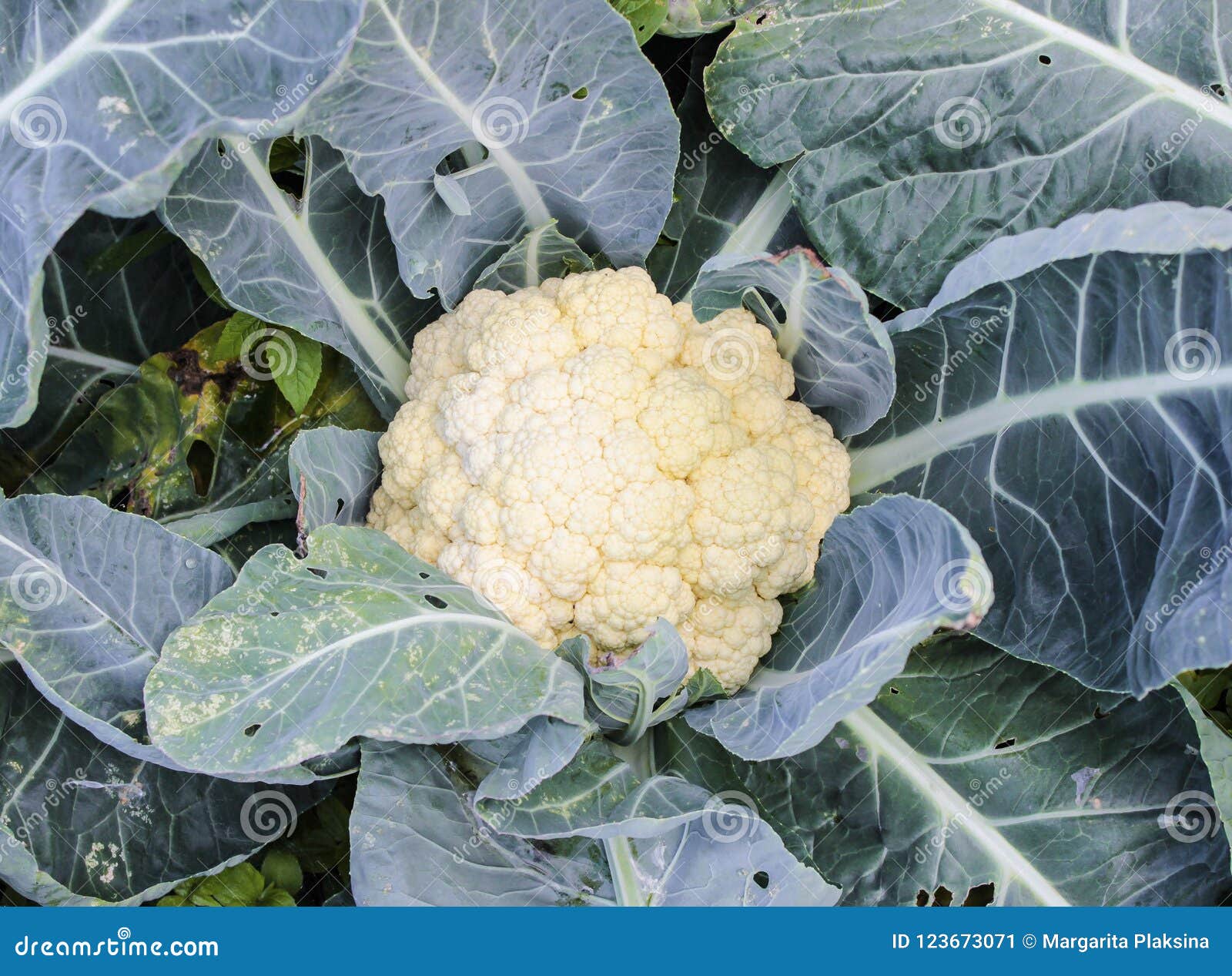 Cauliflower on the bed stock image. Image of flower 123673071