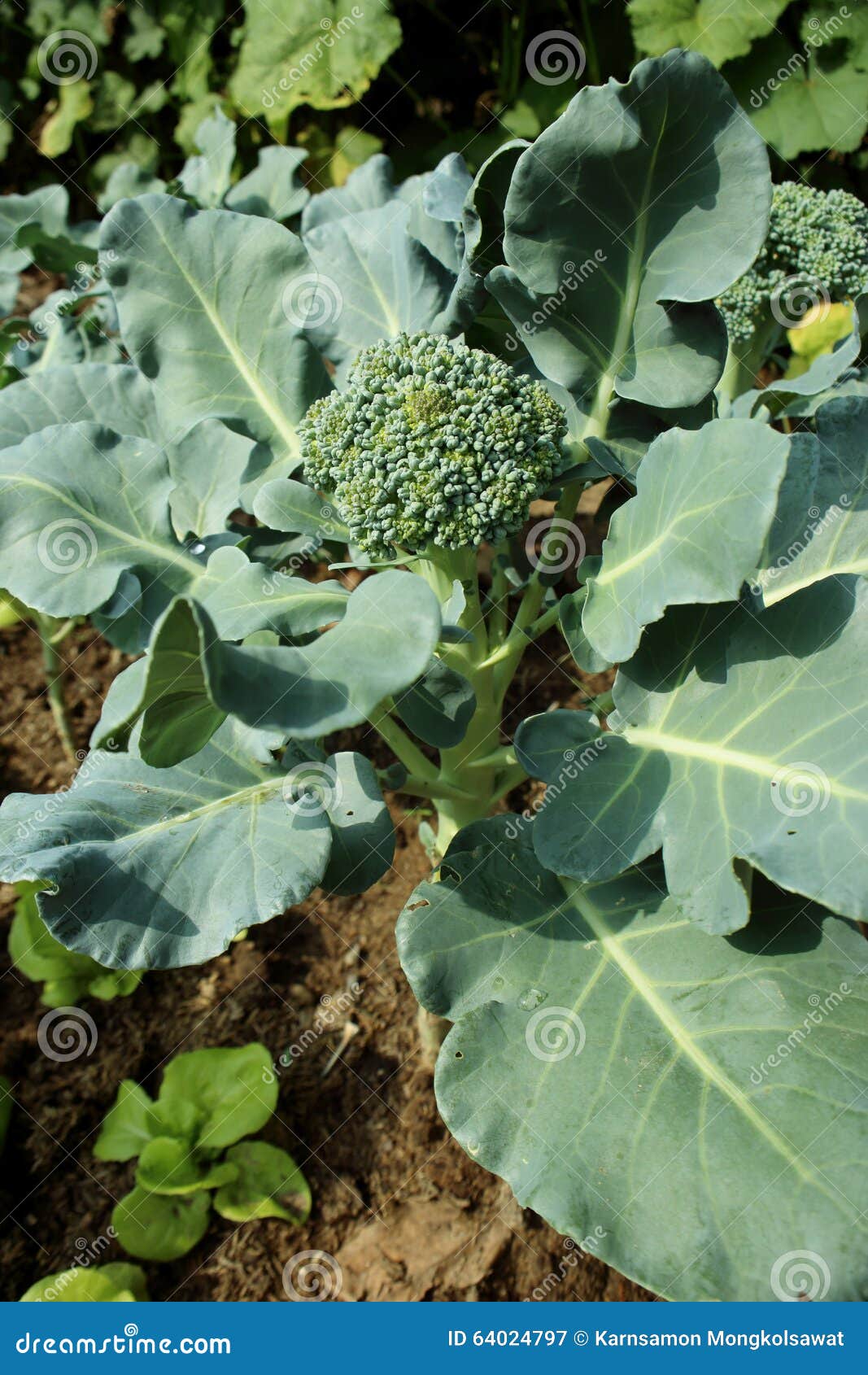 Cauliflower Broccoli Plant Growing in a Vegetable Garden Stock Image