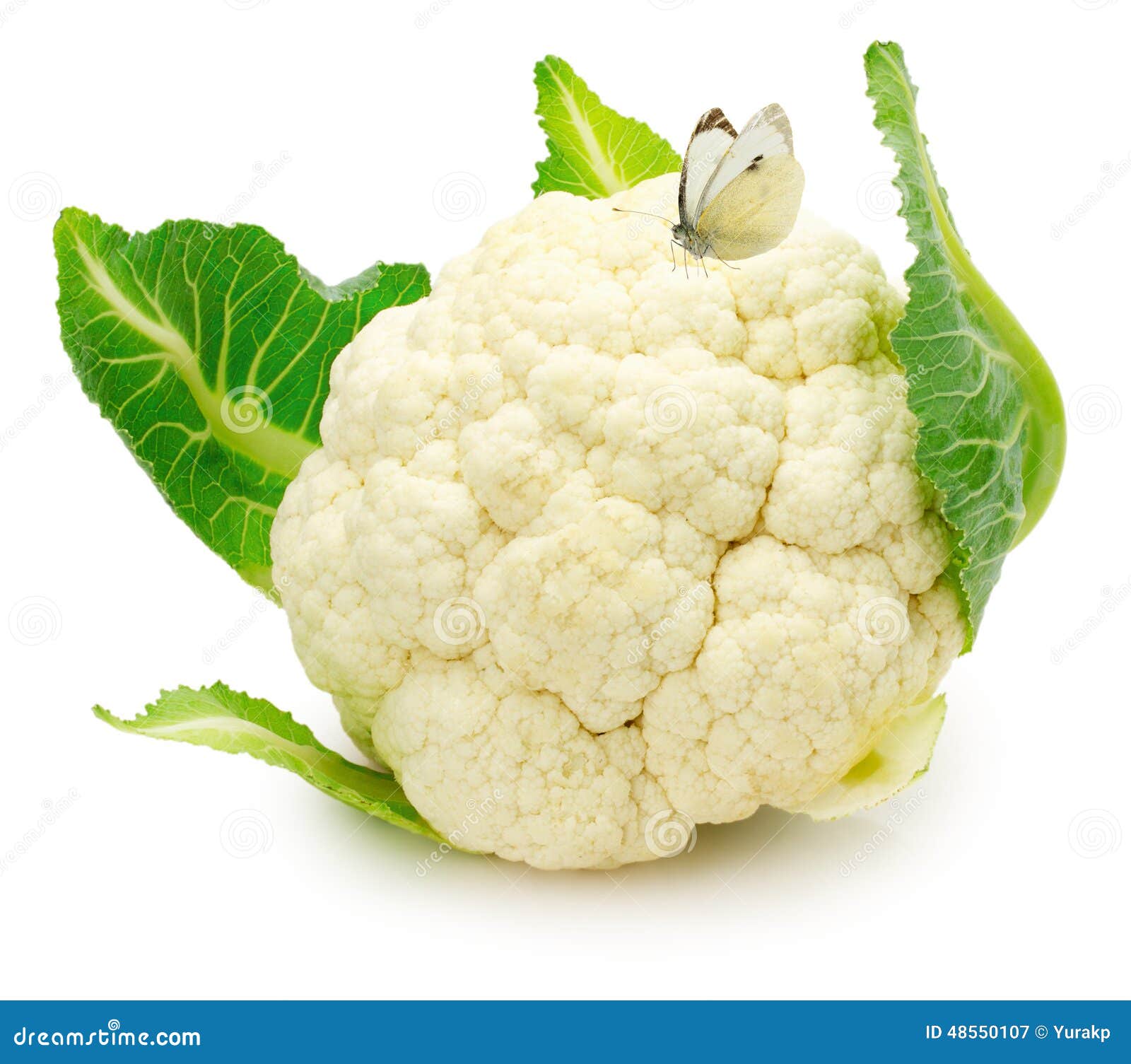 Cauliflower with Cabbage Butterfly Isolated on the White Background