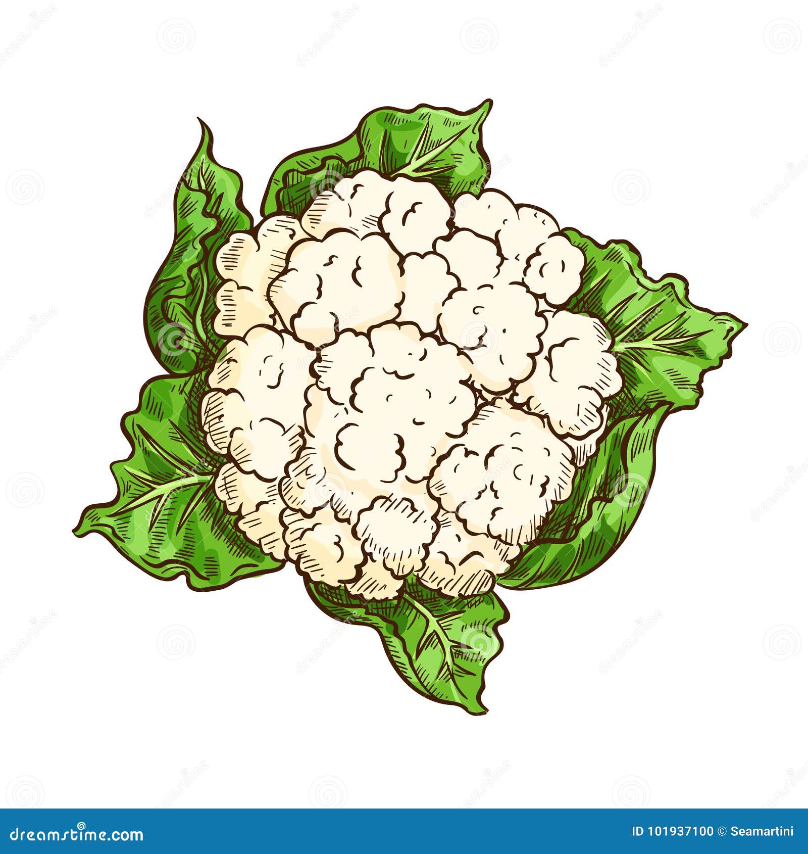 Aggregate more than 149 drawing of cauliflower best seven.edu.vn