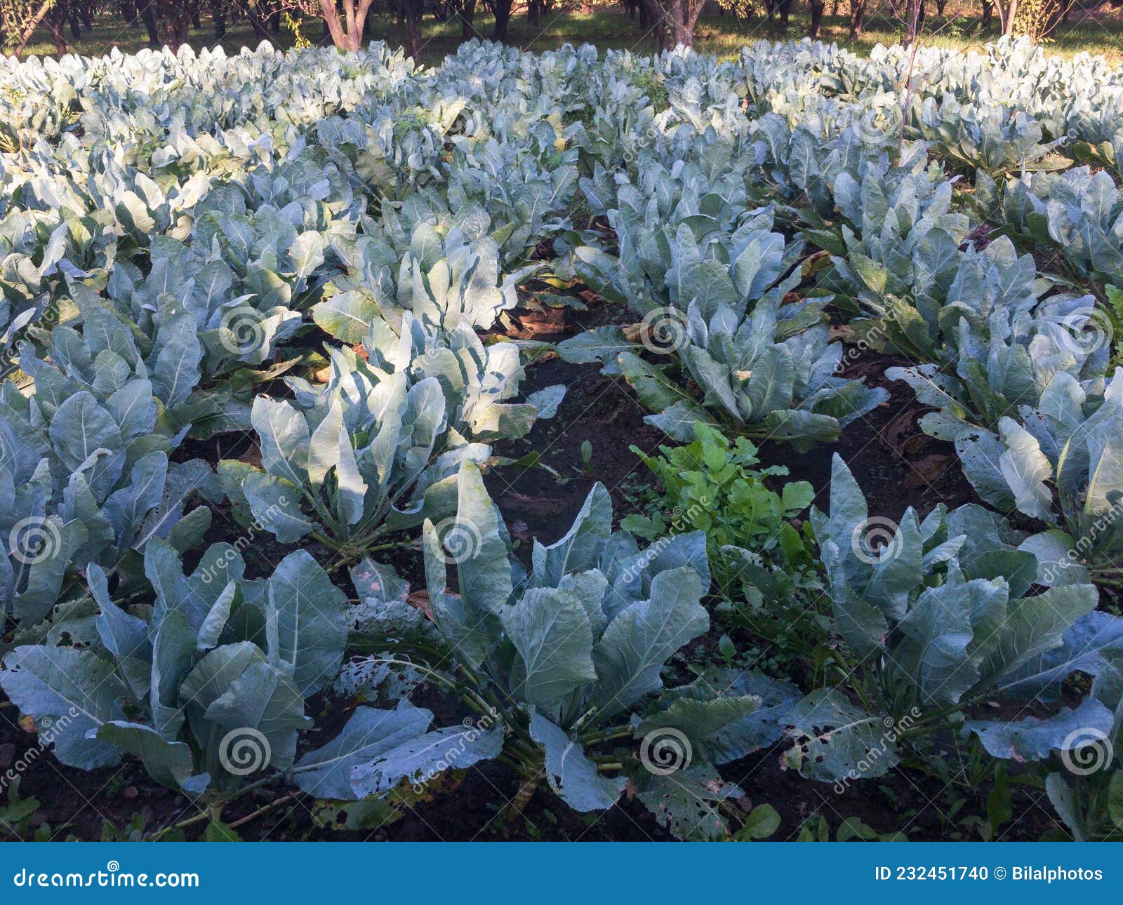 Cauliflower Crop Growing in the Farmland Stock Photo Image of farm