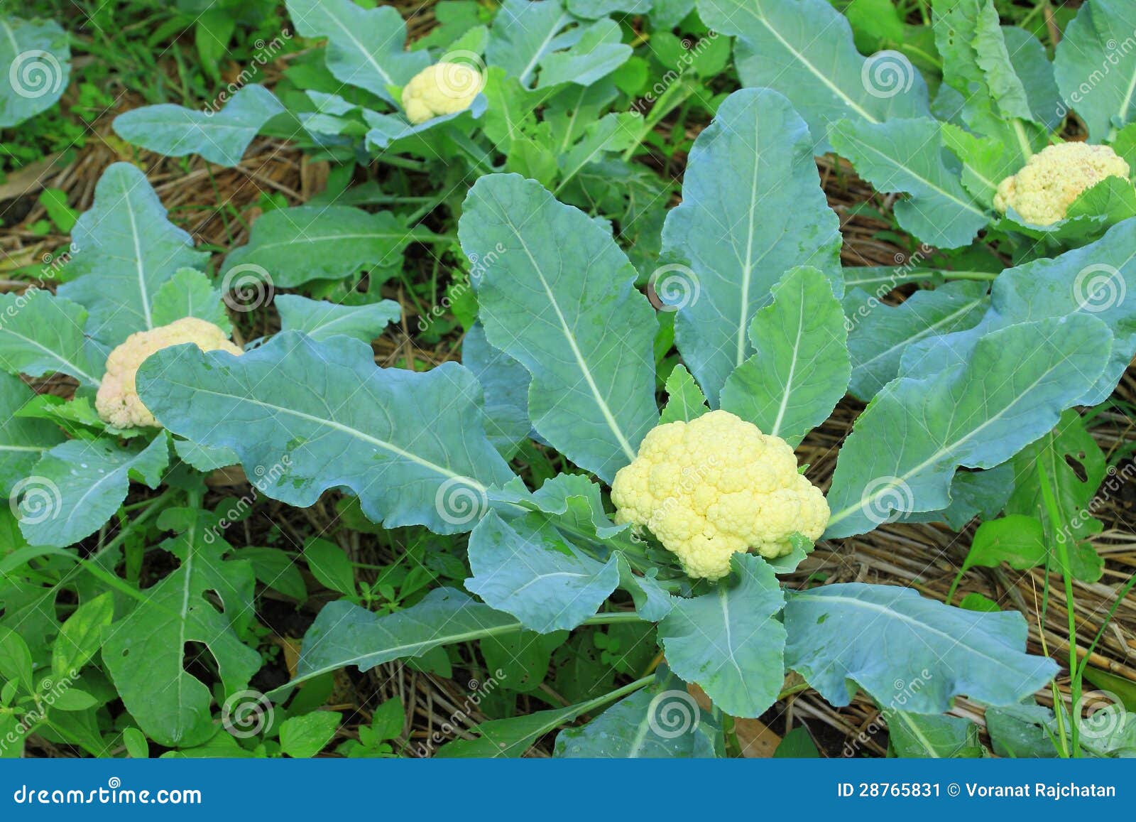 Cauliflower in the Cultivation Farm Stock Image Image of blooming