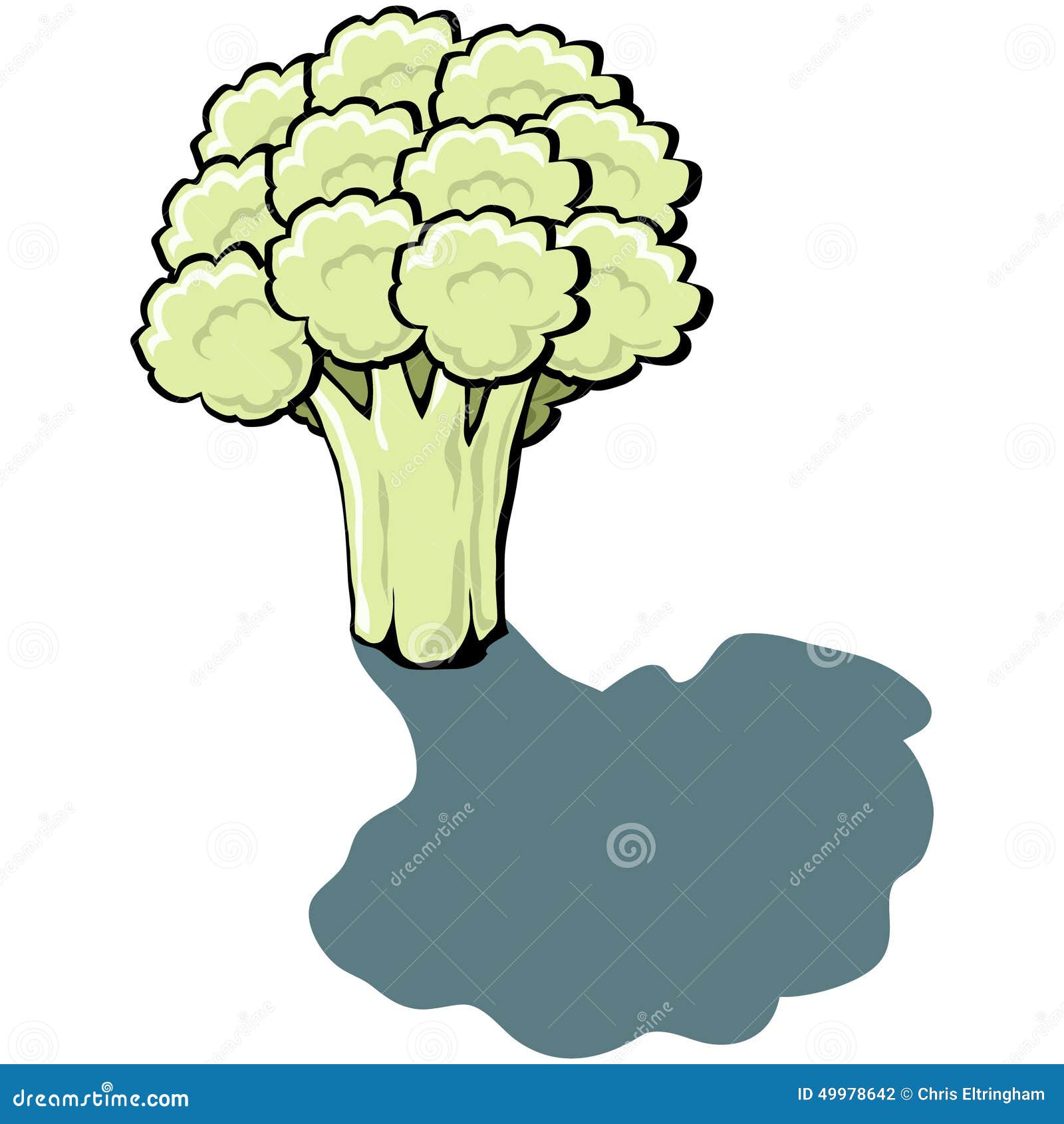 Illustration Of Cauliflower Photograph by Ikon Images - Fine Art America