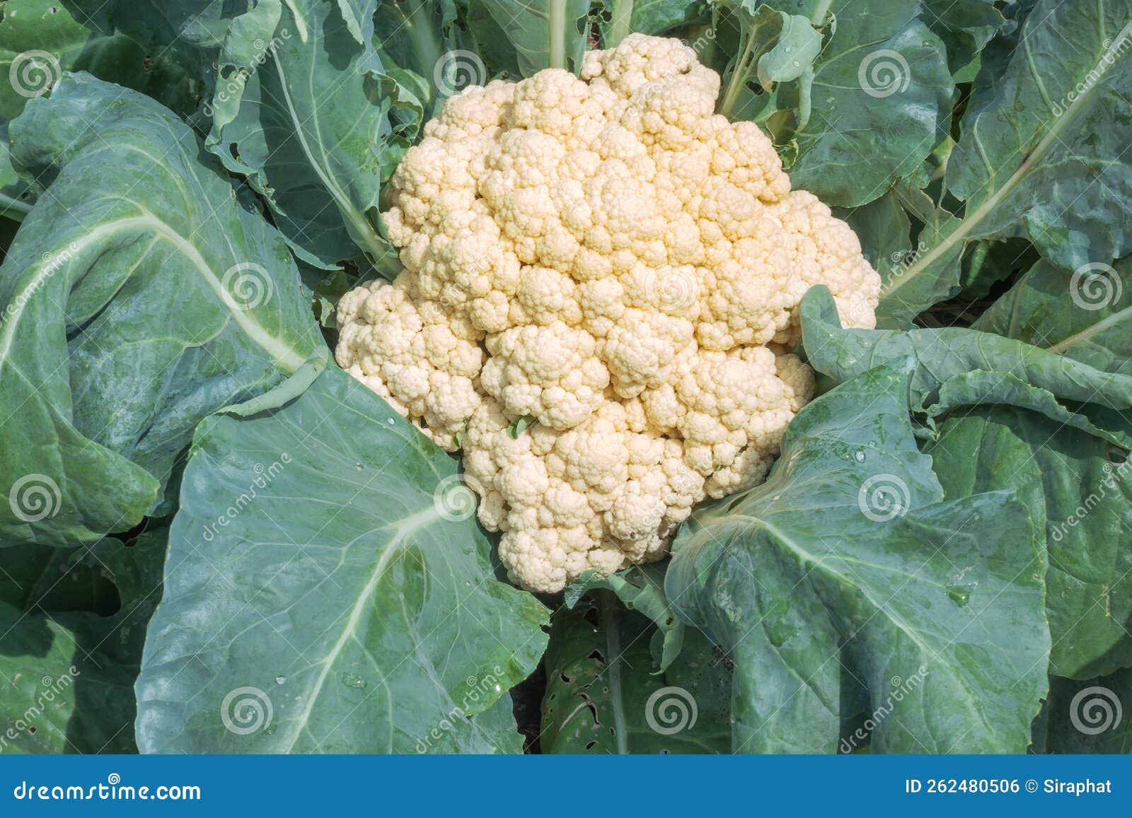 Cauliflower with Flower Buds Growing in a Farm Stock Photo Image of