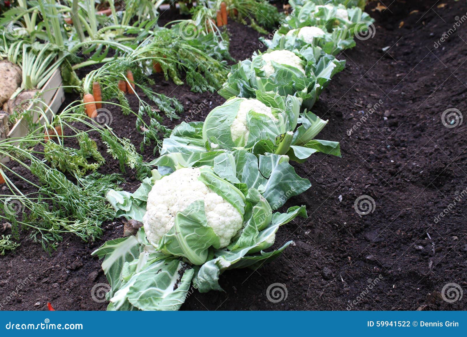 Cauliflower Garden Carrots Healthy Food Growing Stock Photo