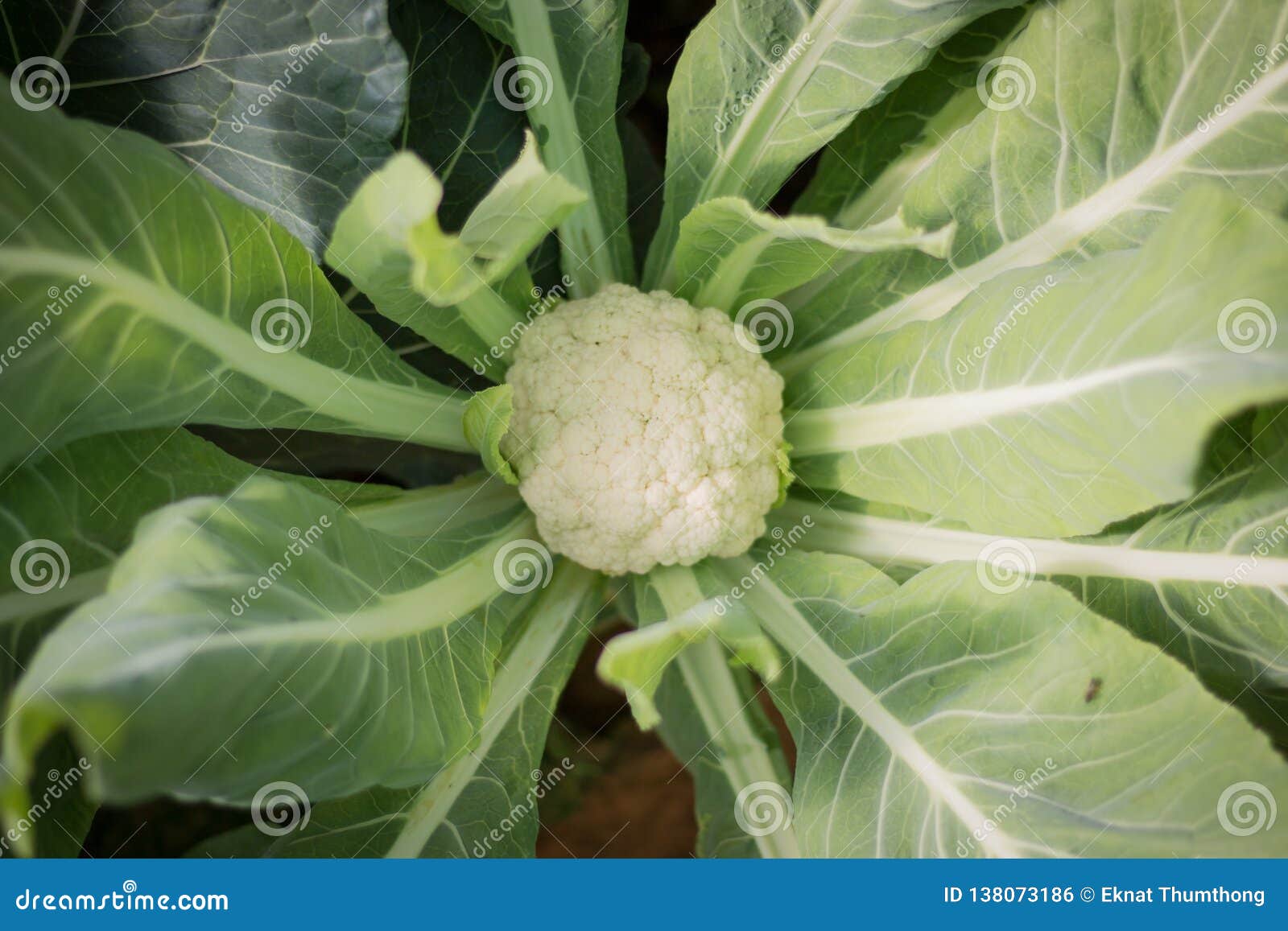 Cauliflower Growing in the Field Stock Photo Image of background