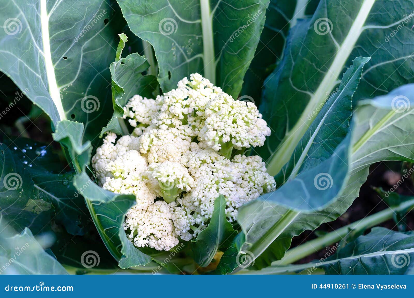 Cauliflower Growing in Garden Stock Image Image of market, garden