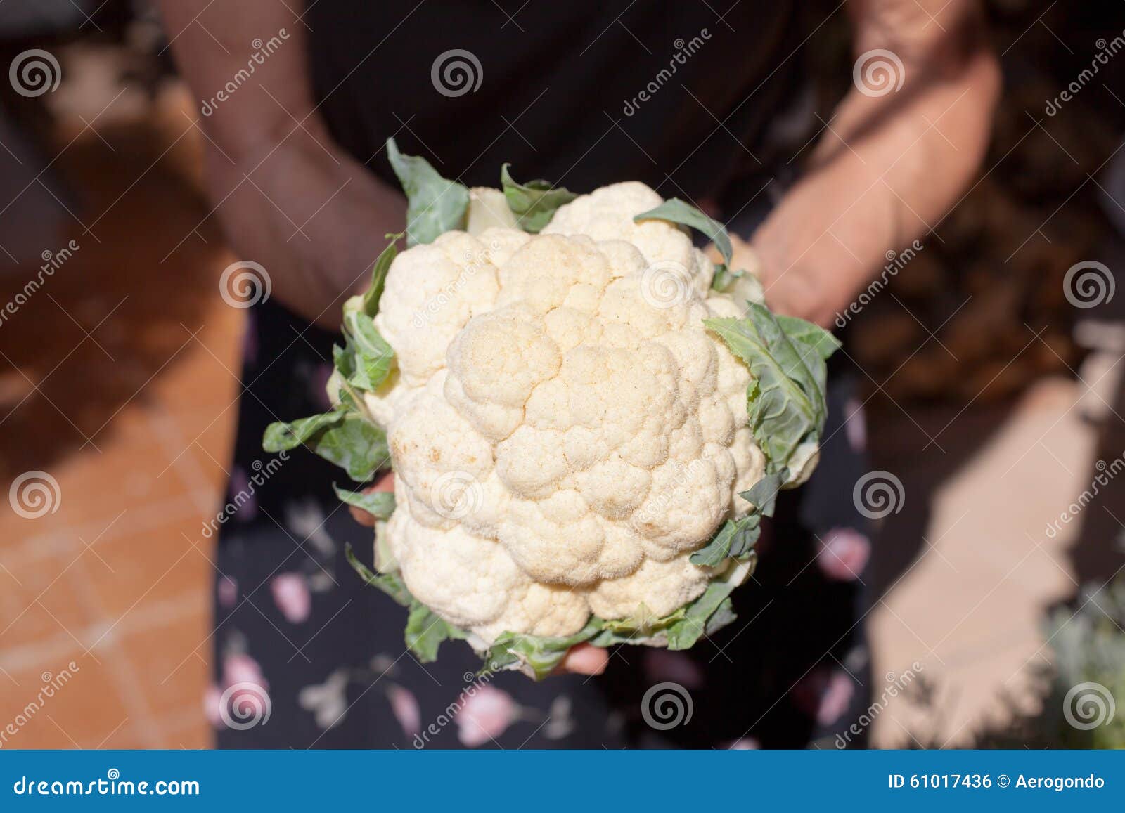 cauliflower in hands