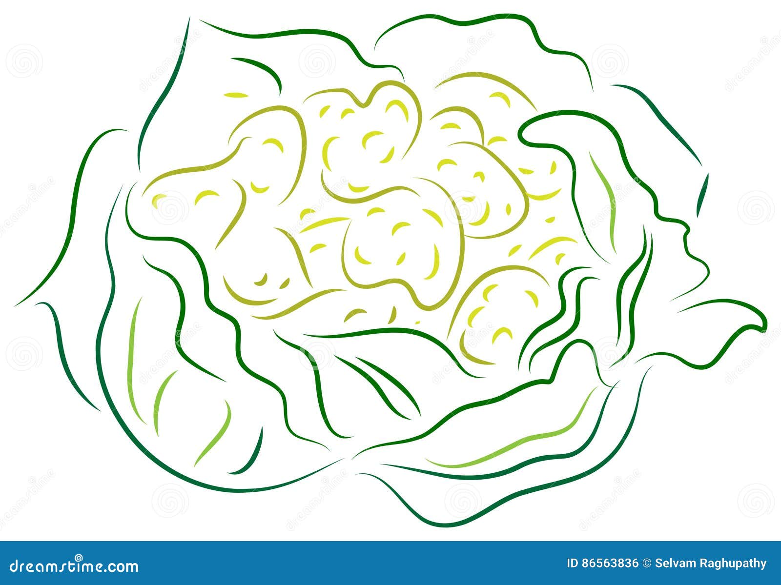 How to draw Cauliflower - YouTube