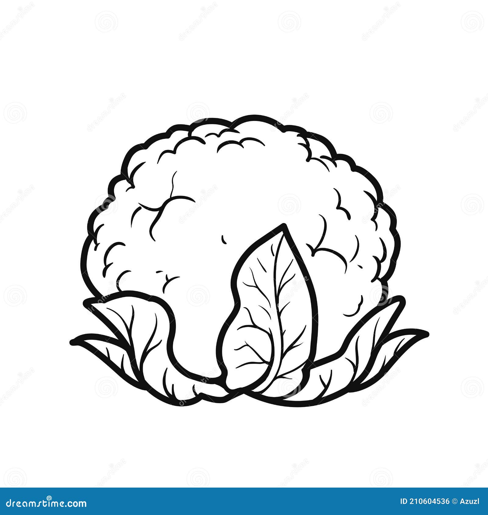 Cauliflower Linear Drawing on White Stock Vector - Illustration of black,  game: 210604536