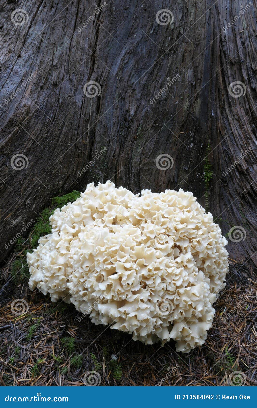 cauliflower mushroom sparassis radicata