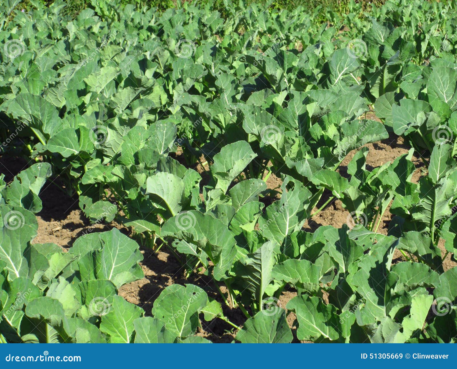 Cauliflower Plants stock image. Image of plants, ground 51305669