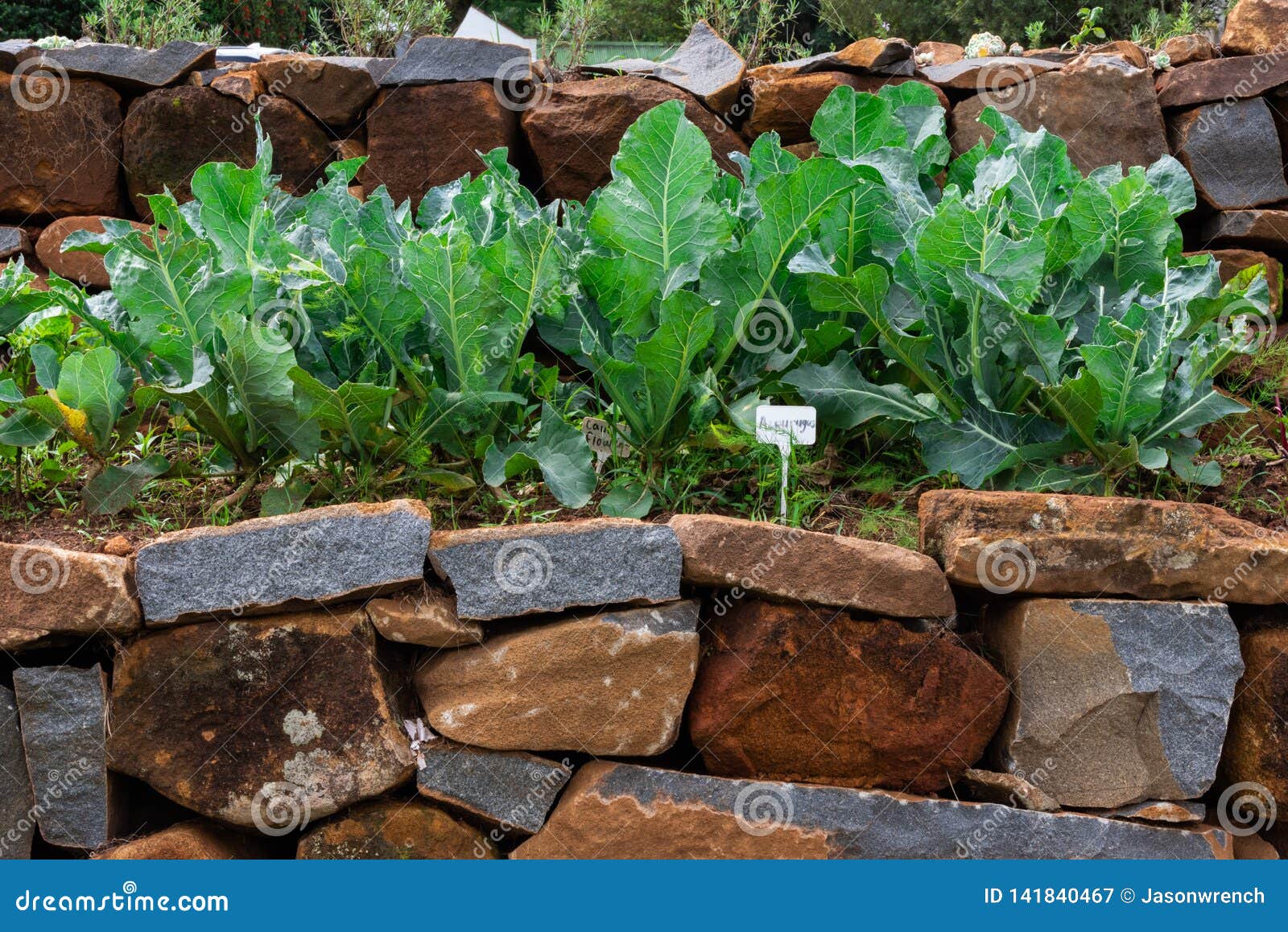 Cauliflower Plants Growing in a Raised Vegetable Garden Stock Image Image of midlands, rock