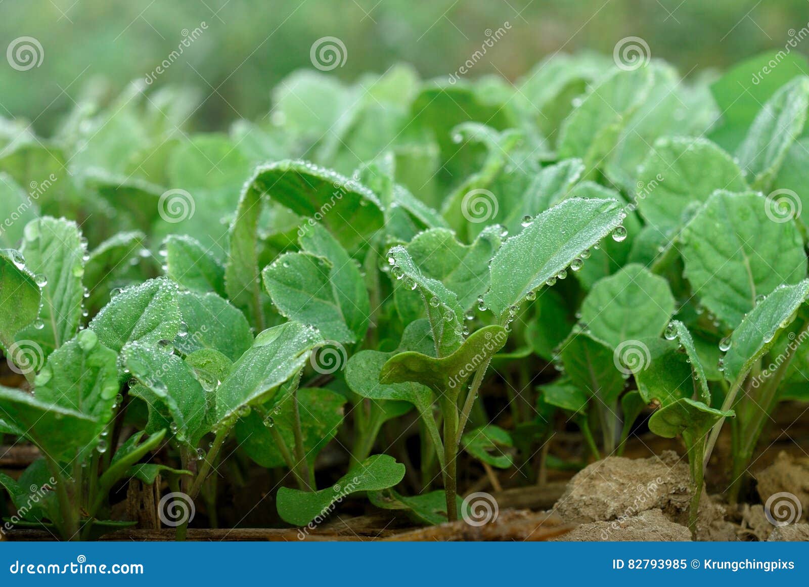 Cauliflower sprouts stock image. Image of vegetable, closeup 82793985