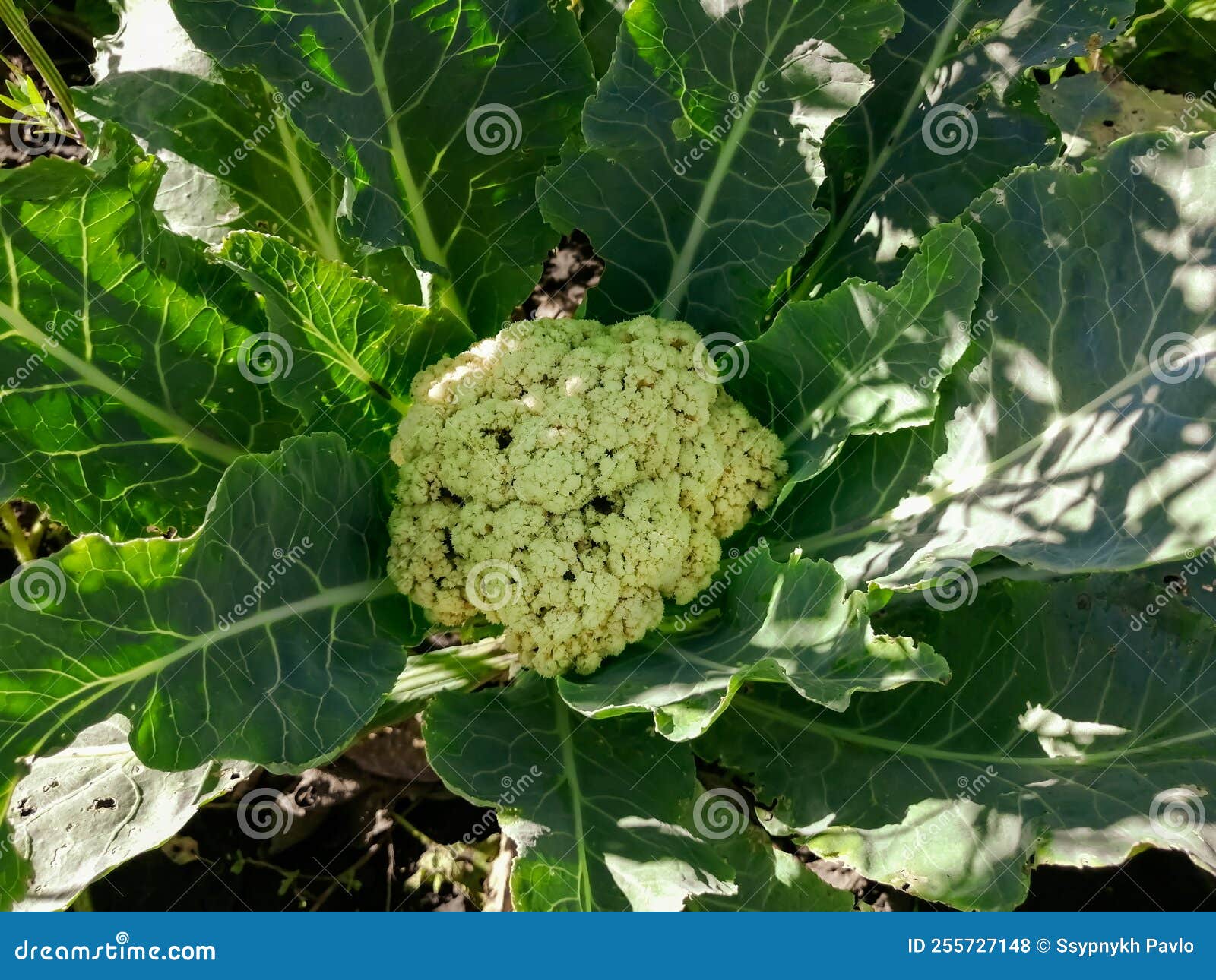Cauliflower, Top View, Large, White Cabbage. Cauliflower Grows in the