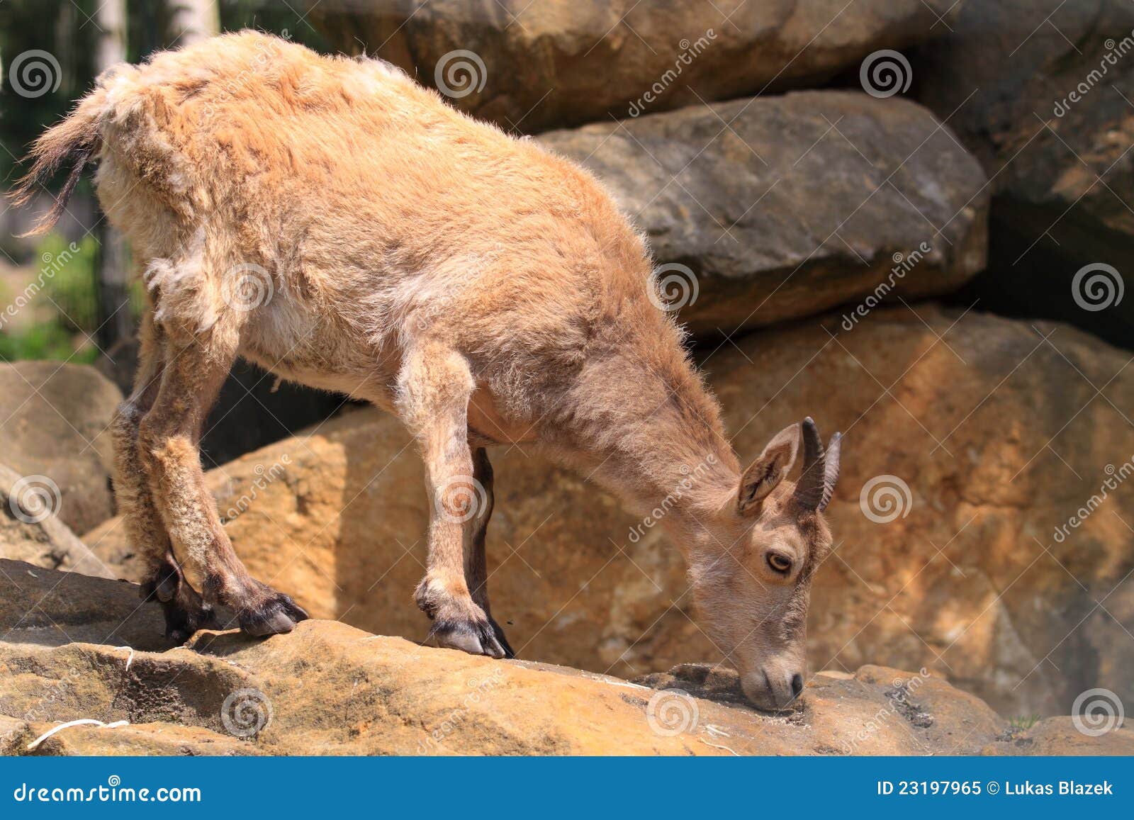 Causasian tur juvenile. The juvenile of west caucasian tur on the rock.