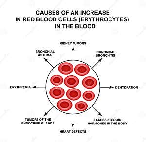 The Structure Of Hemoglobin Vector Illustration CartoonDealer 