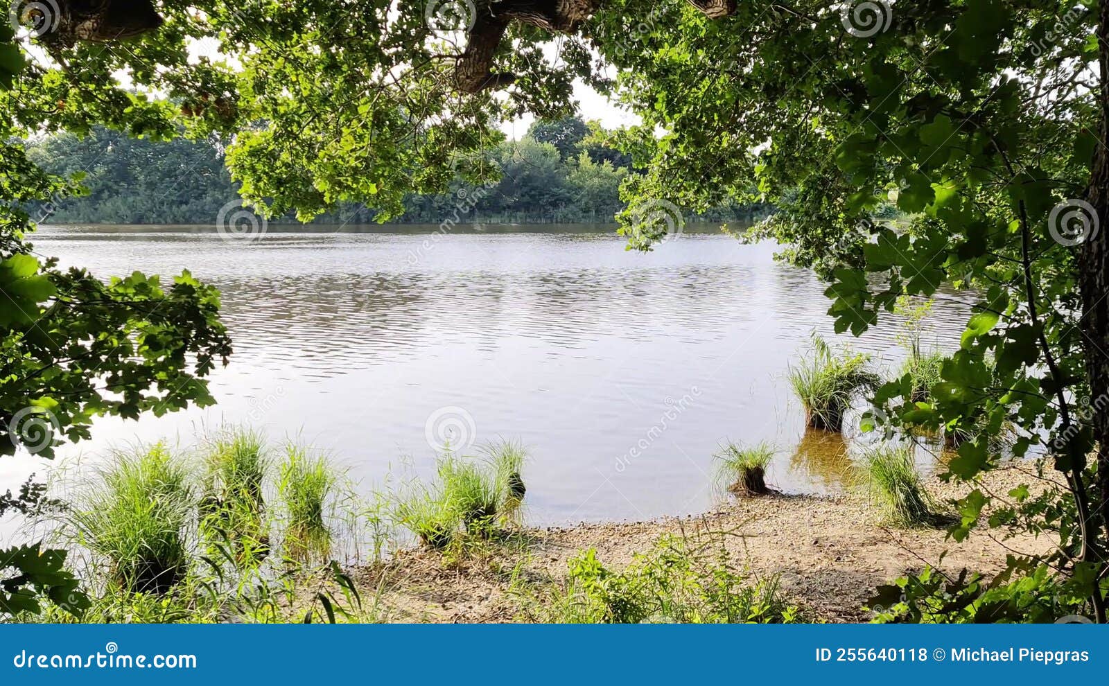 Caustic Light Reflections are Reflected in Slow Movement on a Tree by a