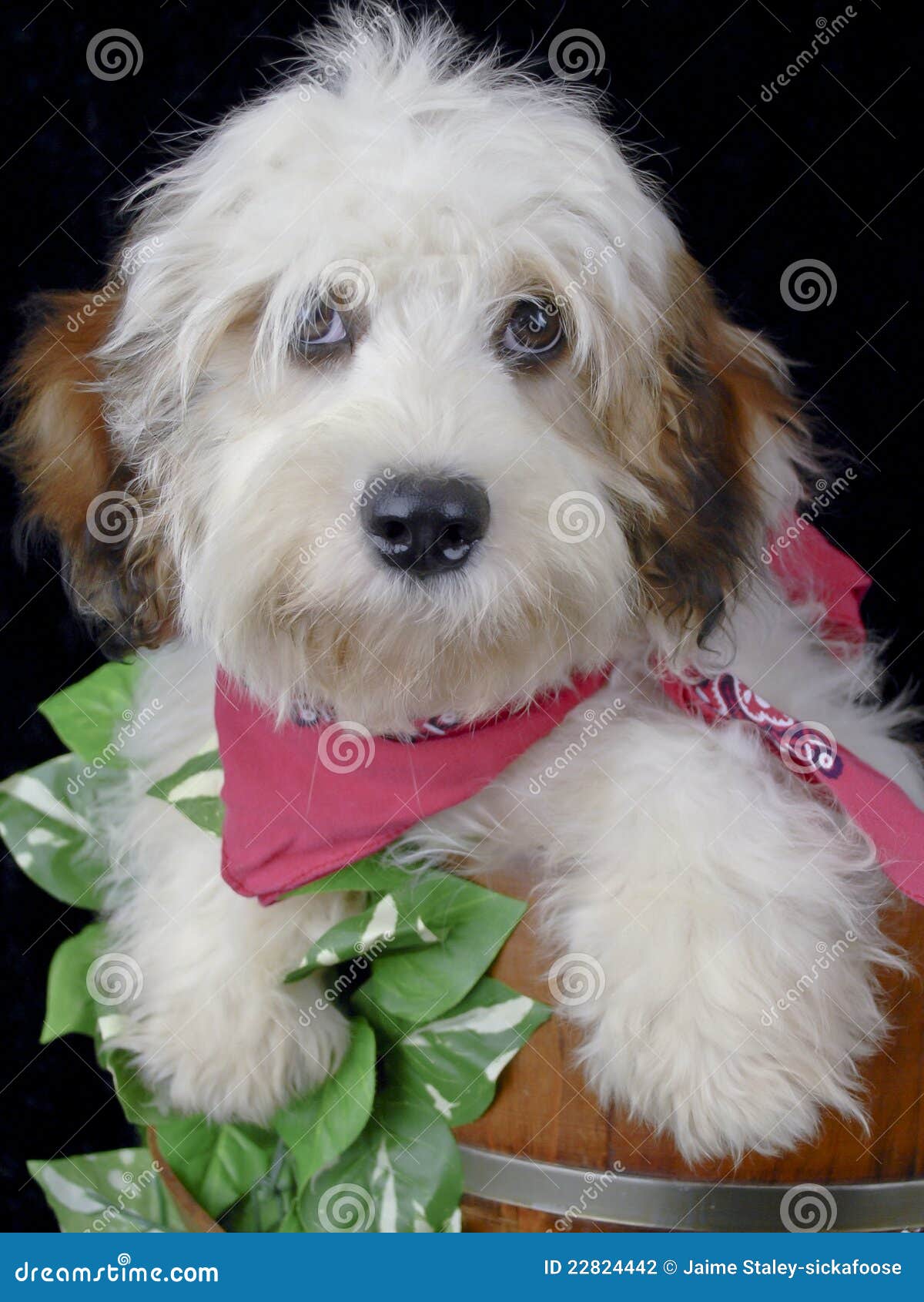 114 Cavachon Stock Photos - & Royalty-Free Stock from Dreamstime