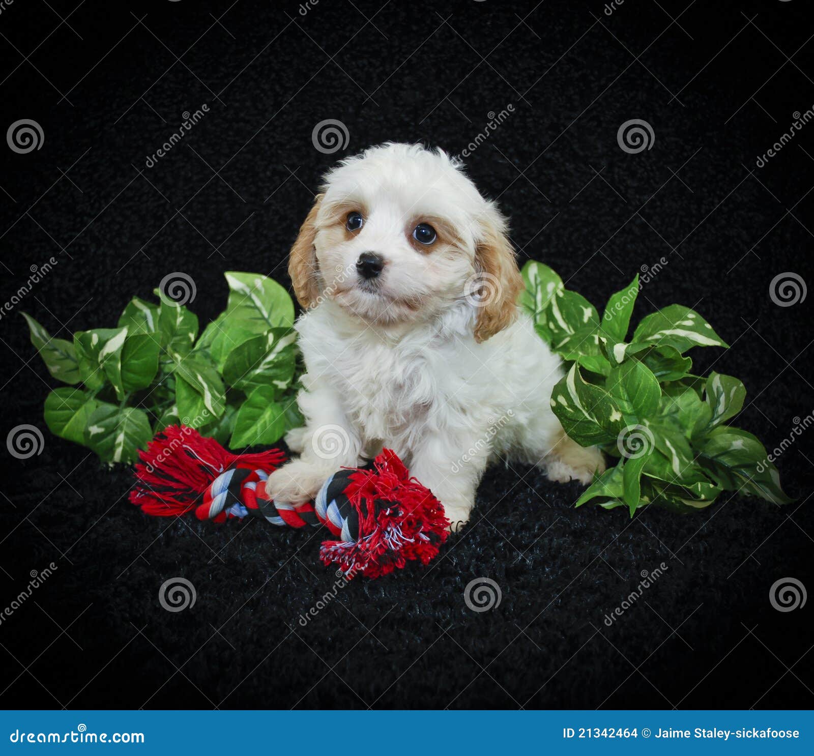 toy cavachon