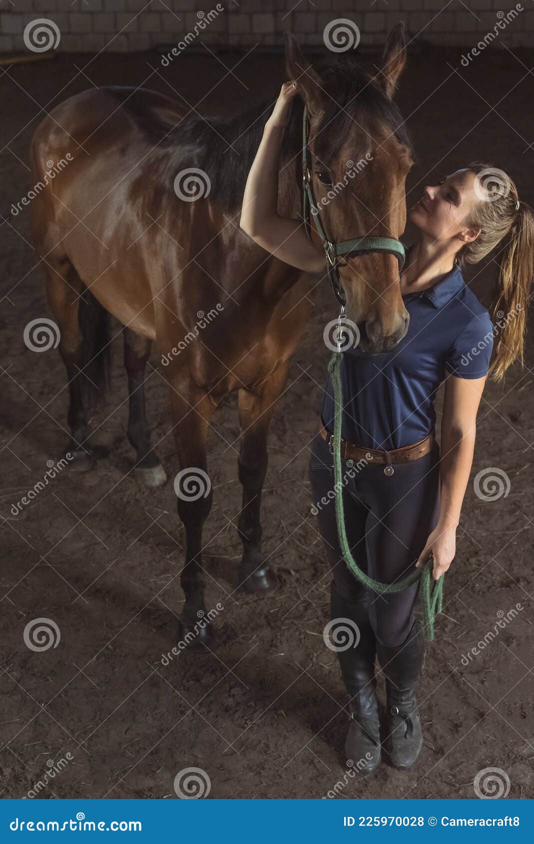 Cavalo Está Sentado Na Frente De Um Fundo Escuro, Fotos De Cavalos A Venda  Imagem de plano de fundo para download gratuito