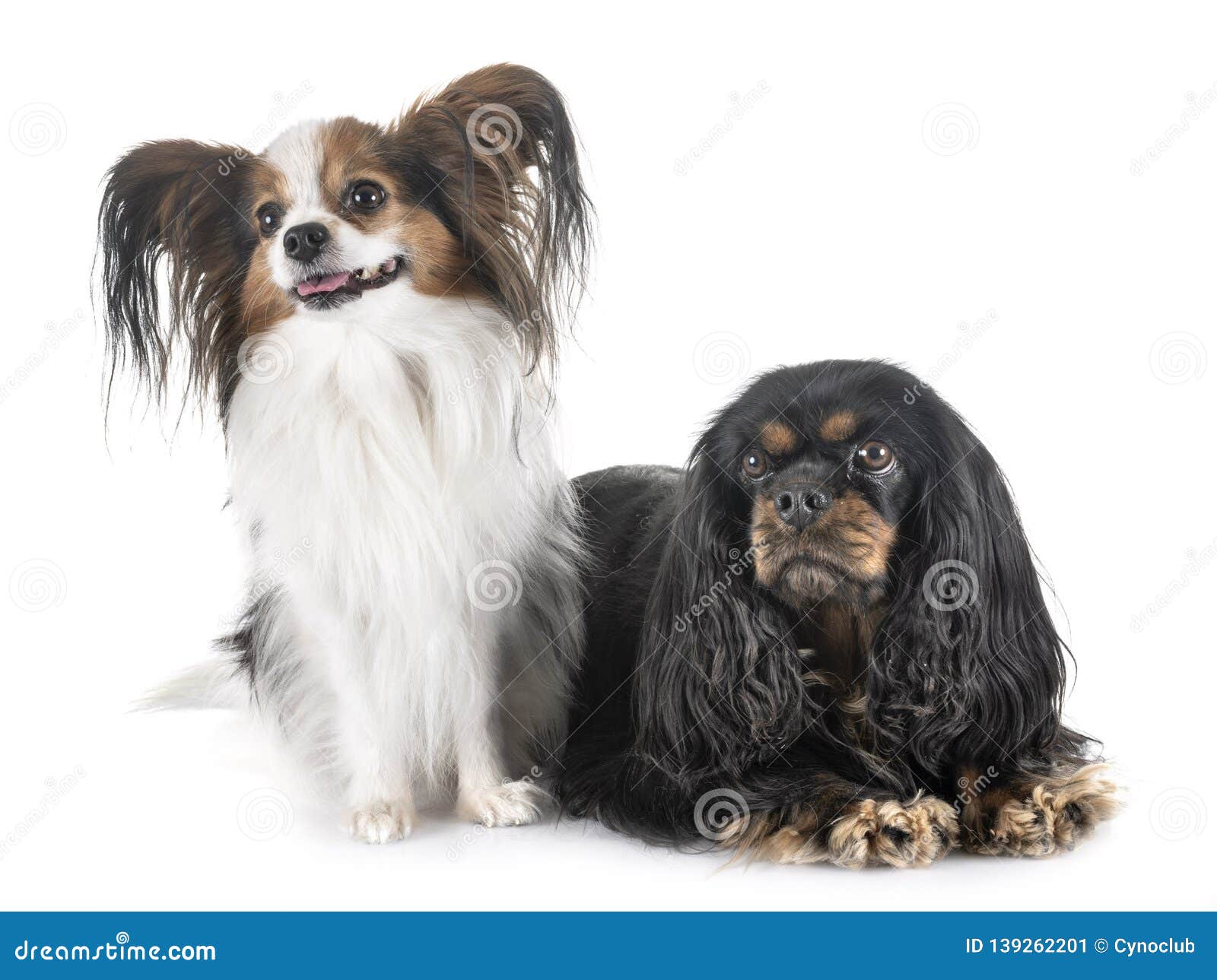 Cavalier King Charles And Papillon Stock Image Image of friends