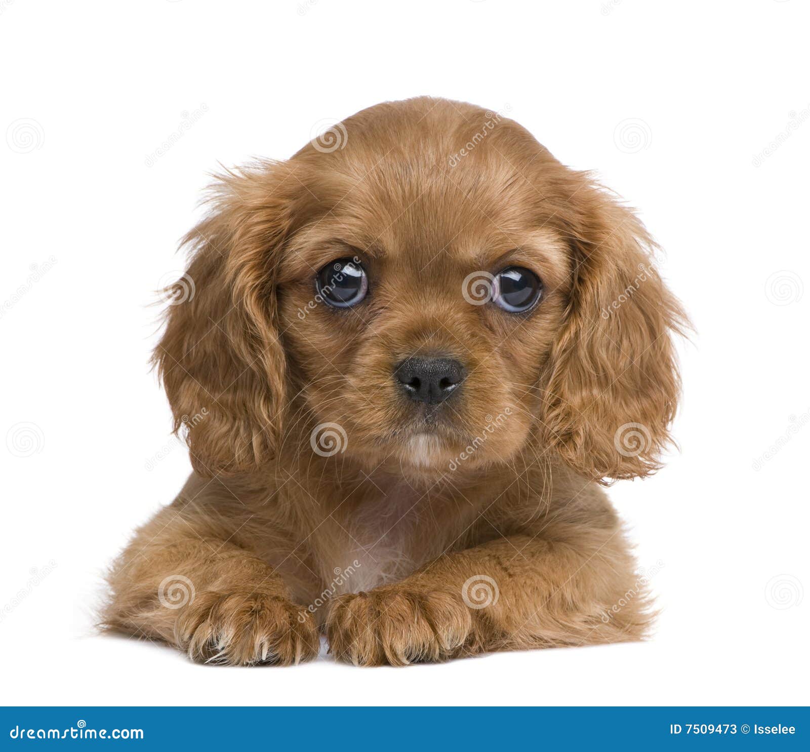 Cavalier King Charles Puppy (7 Weeks) Stock Image - Image of creature