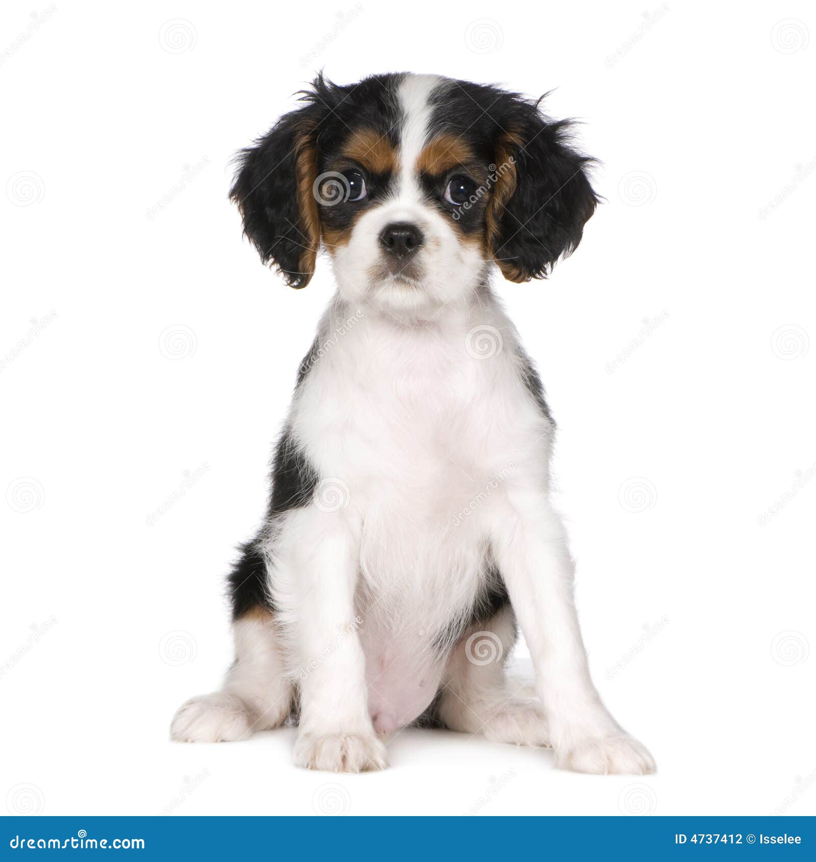 Cavalier King Charles Spaniel (3,5 Months) Stock Photo Image of