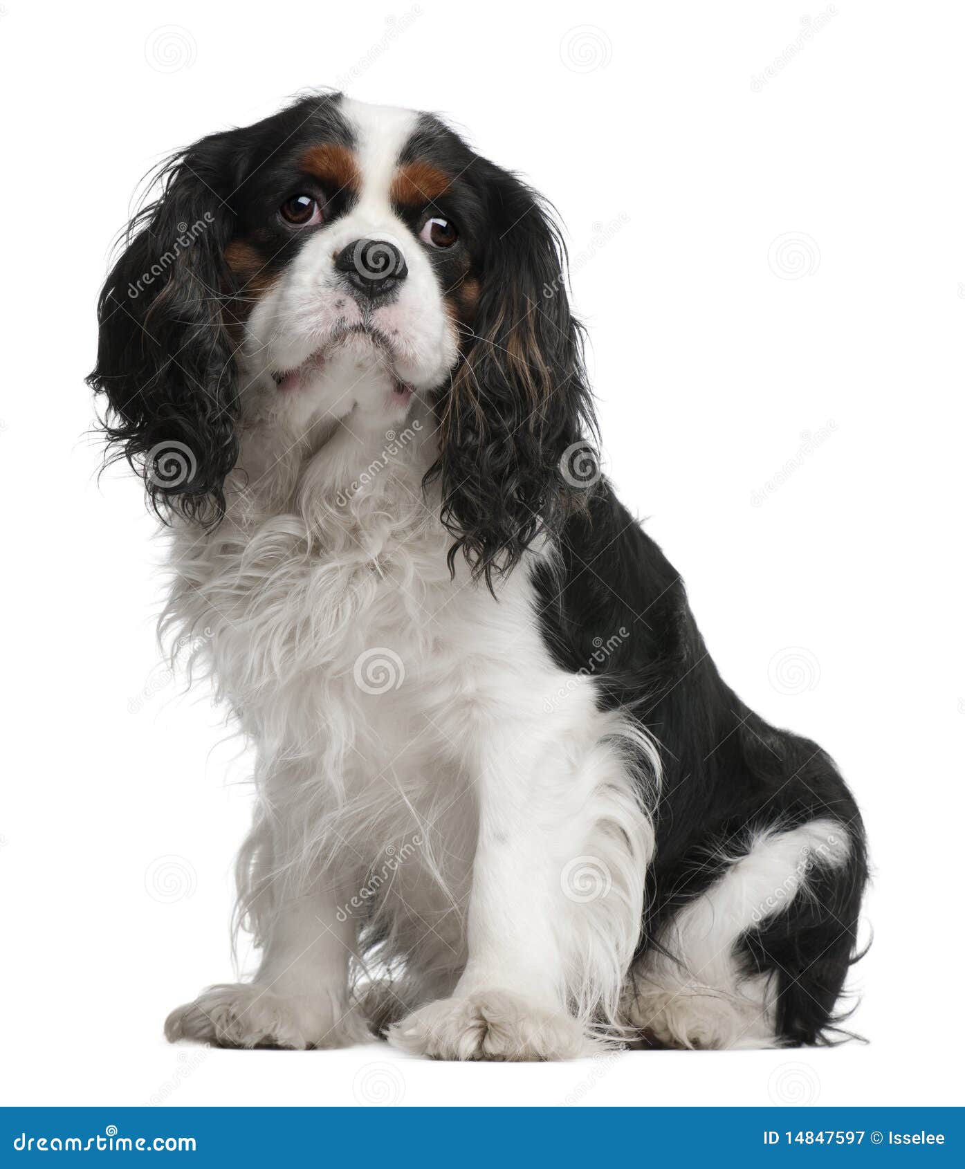 cavalier king charles spaniel, 5 years old