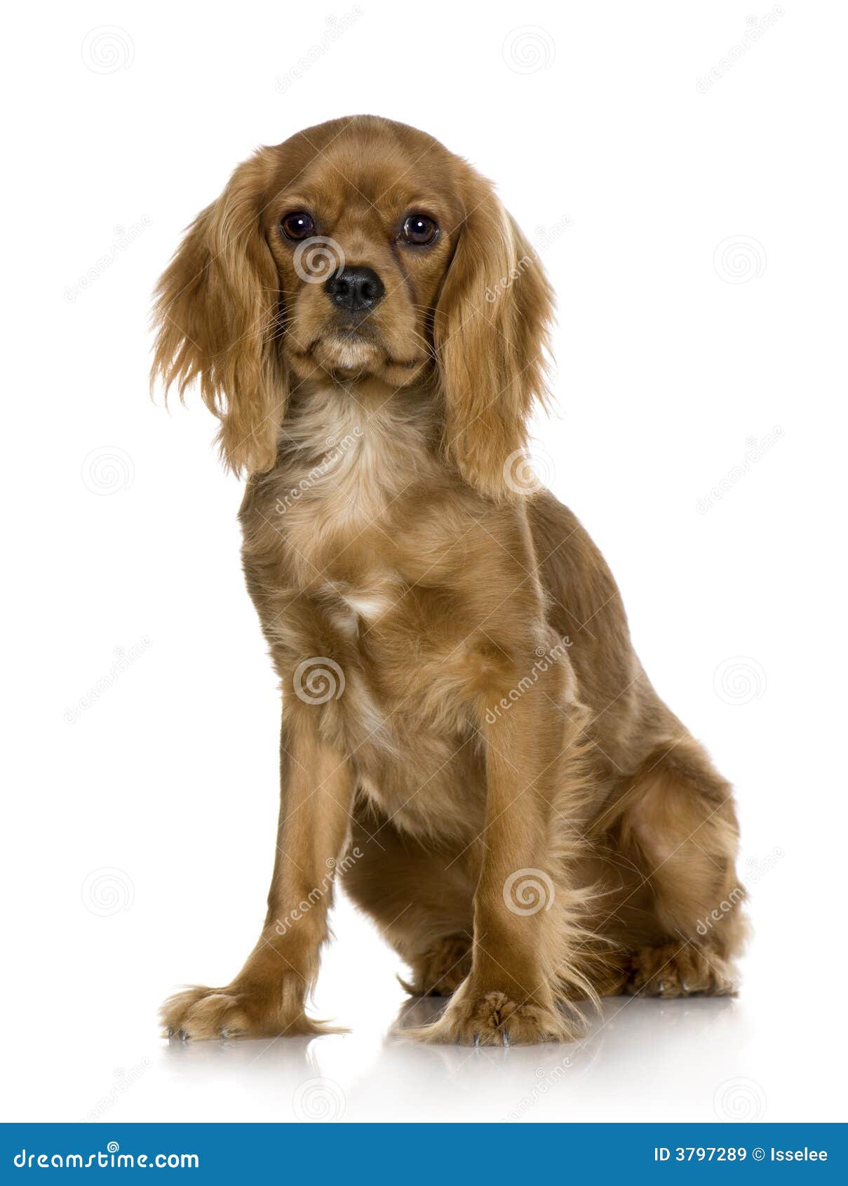 Cavalier King Charles Spaniel (6 Months) Stock Image Image of gundog