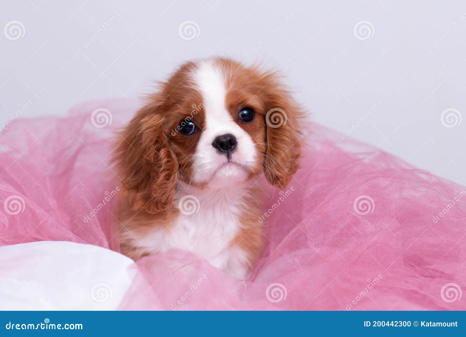 Curiosidades da mídia sobre o Cavalier King Charles Spaniel