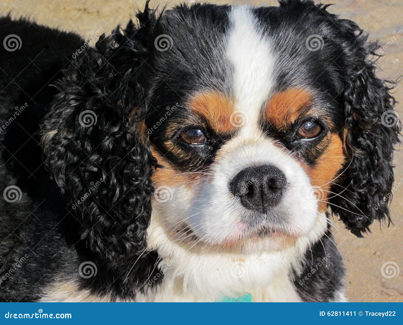 tri color cavalier king charles spaniel