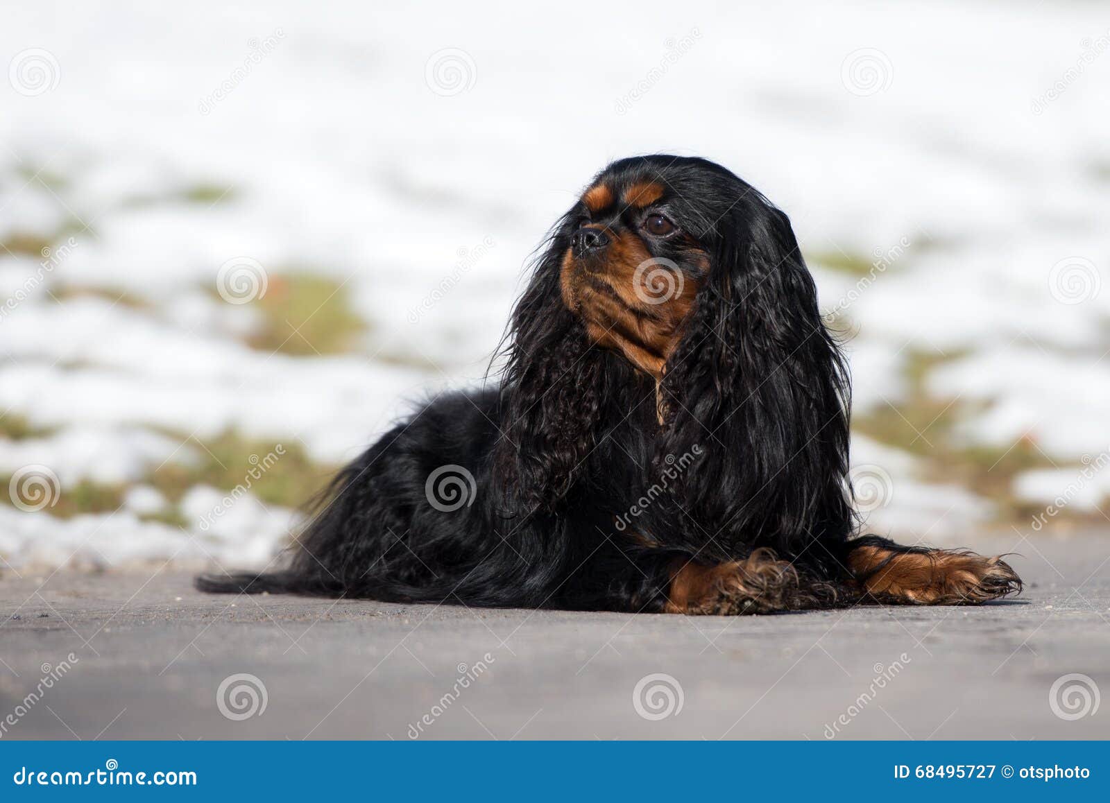 cavalier spring charles spaniel